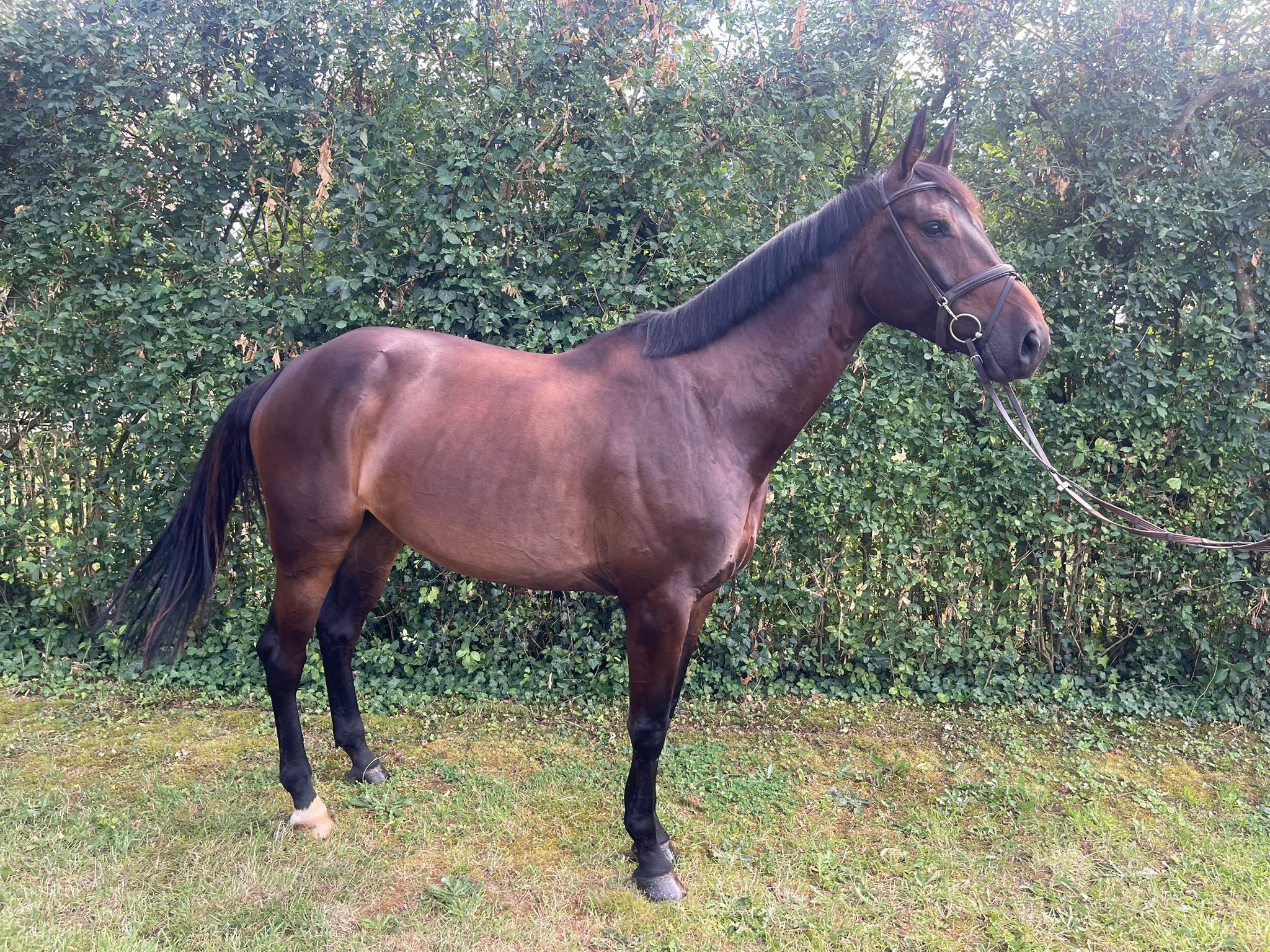 zangersheide springpaard merrie 6 vuotta donkerbruin myytävänä - Kuva 2