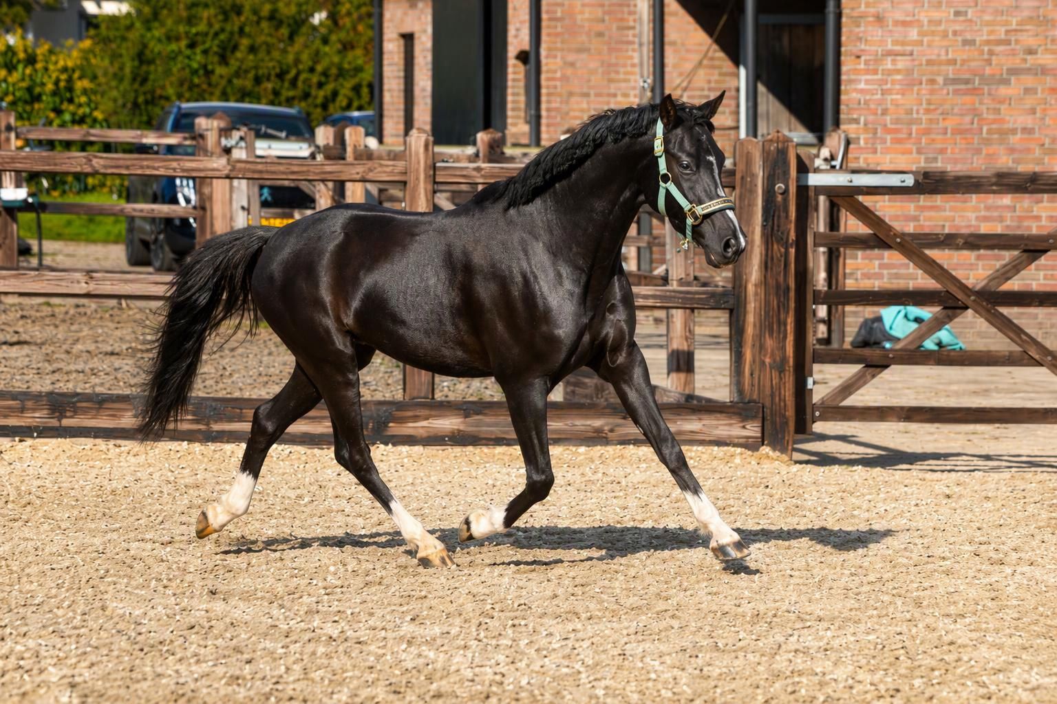 🌟 Wunderschönes Welsh Pony – 1.35 m – 4 Jahre 🌟