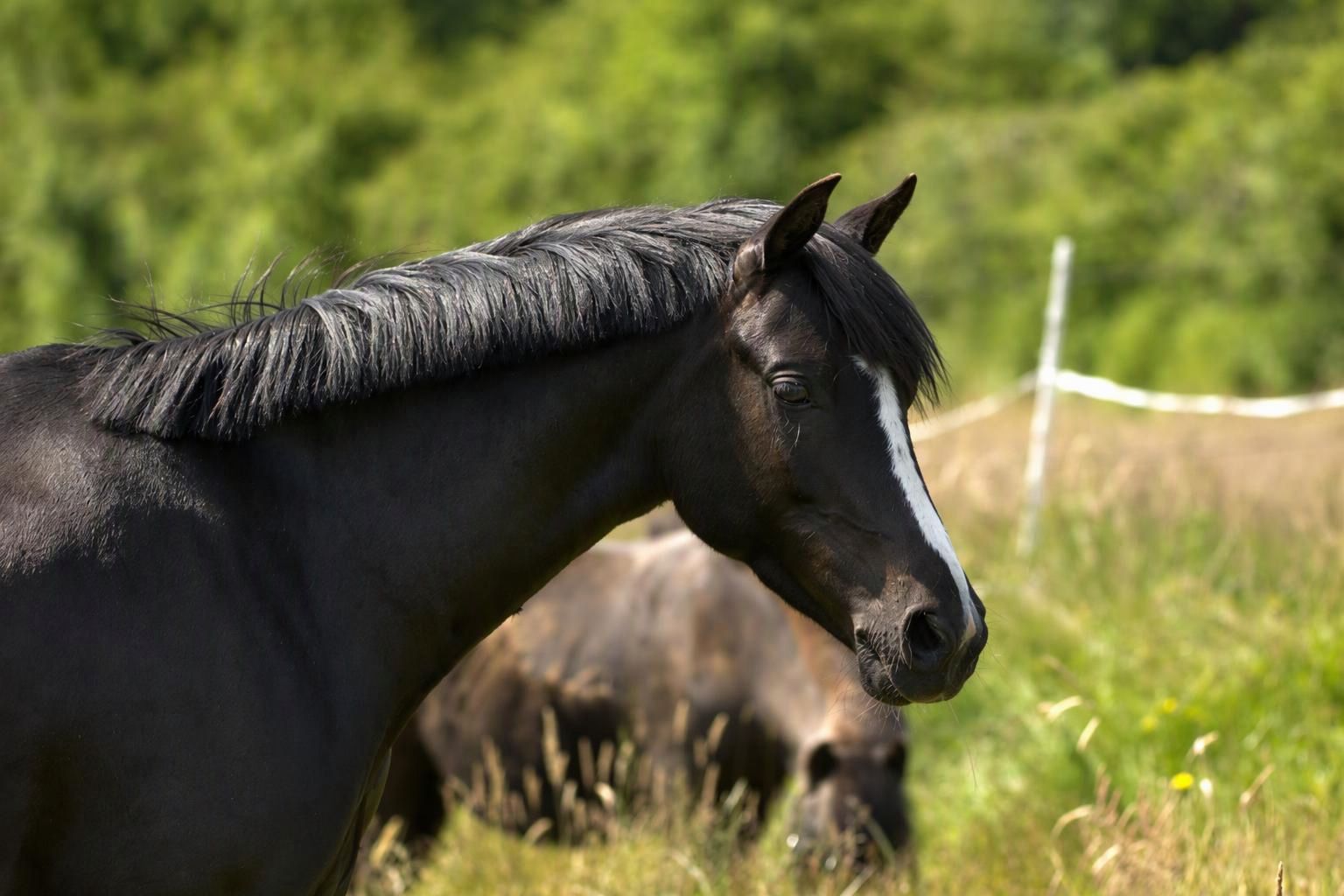 welsh dressuurpony ruin 4 Jahre alt zwart zu verkaufen - Foto 2