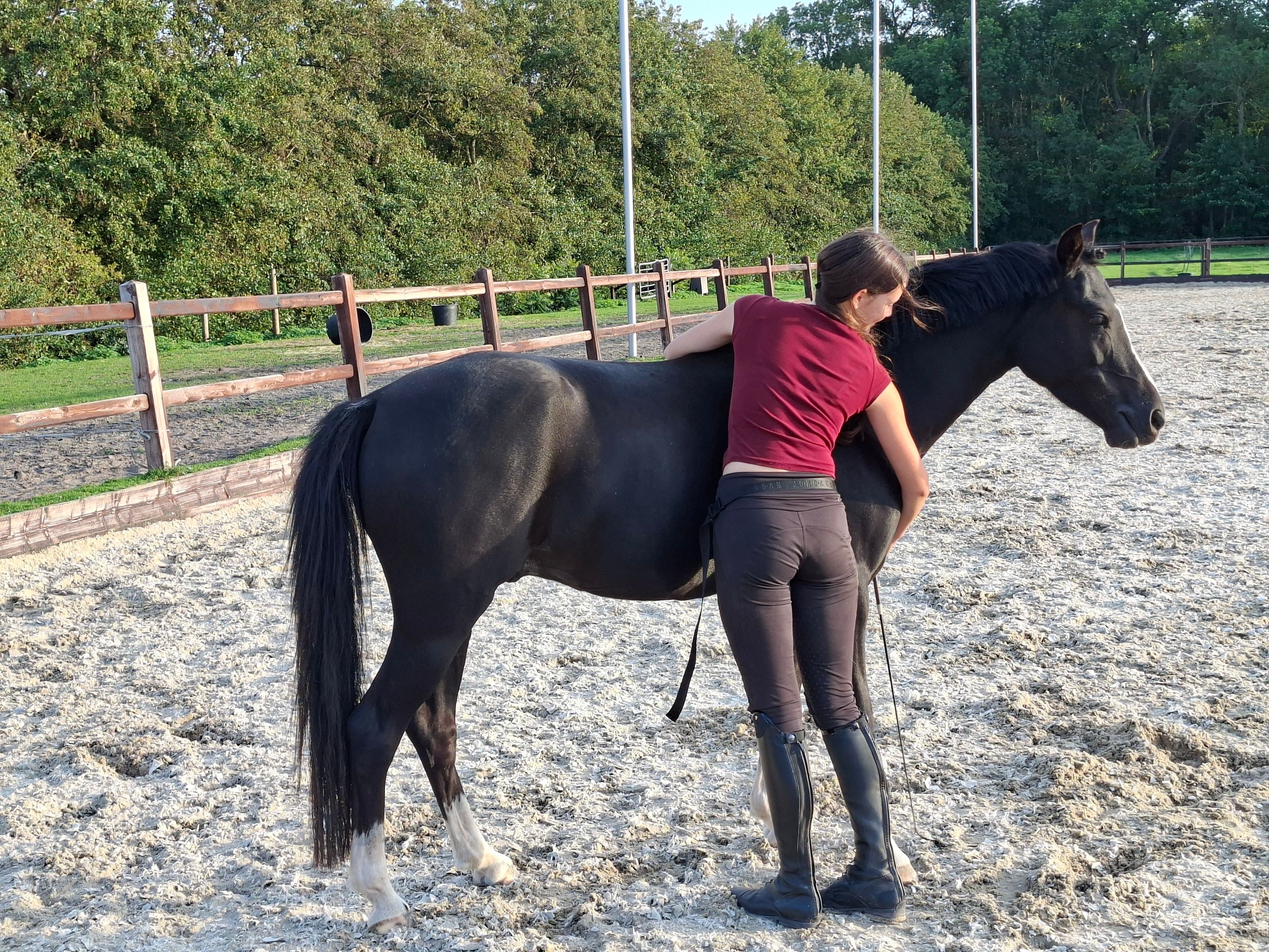 welsh dressuurpony ruin 4 Jahre alt zwart zu verkaufen - Foto 6