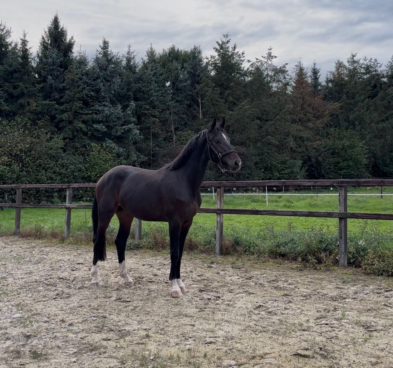 westfalen dressuurpaard hengst 2 years old donkerbruin for sale - Photo 3