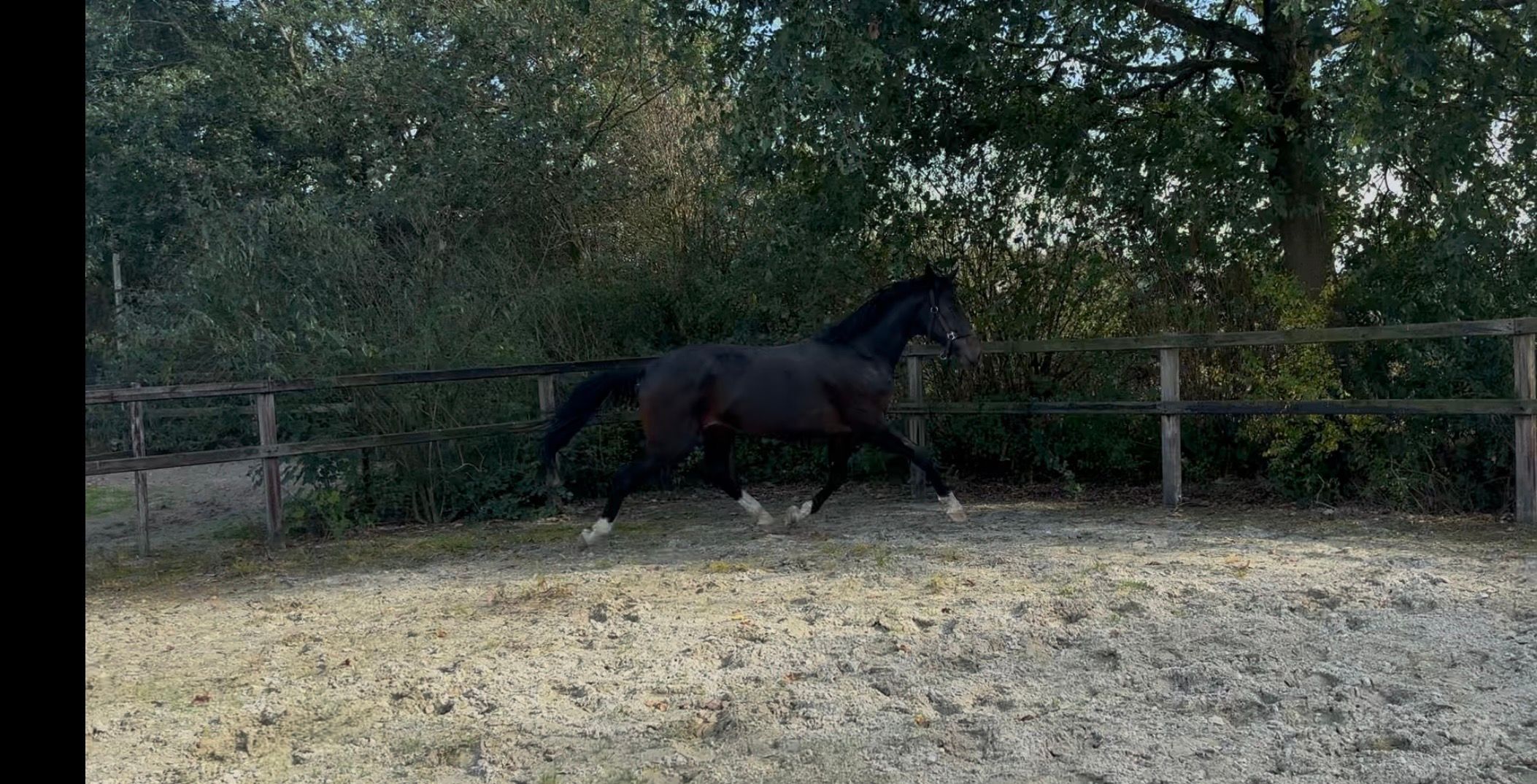 westfalen dressuurpaard hengst 2 years old donkerbruin for sale - Photo 2