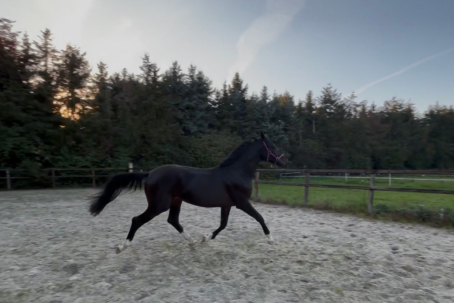 westfalen dressuurpaard hengst 2 years old donkerbruin for sale - Photo 5