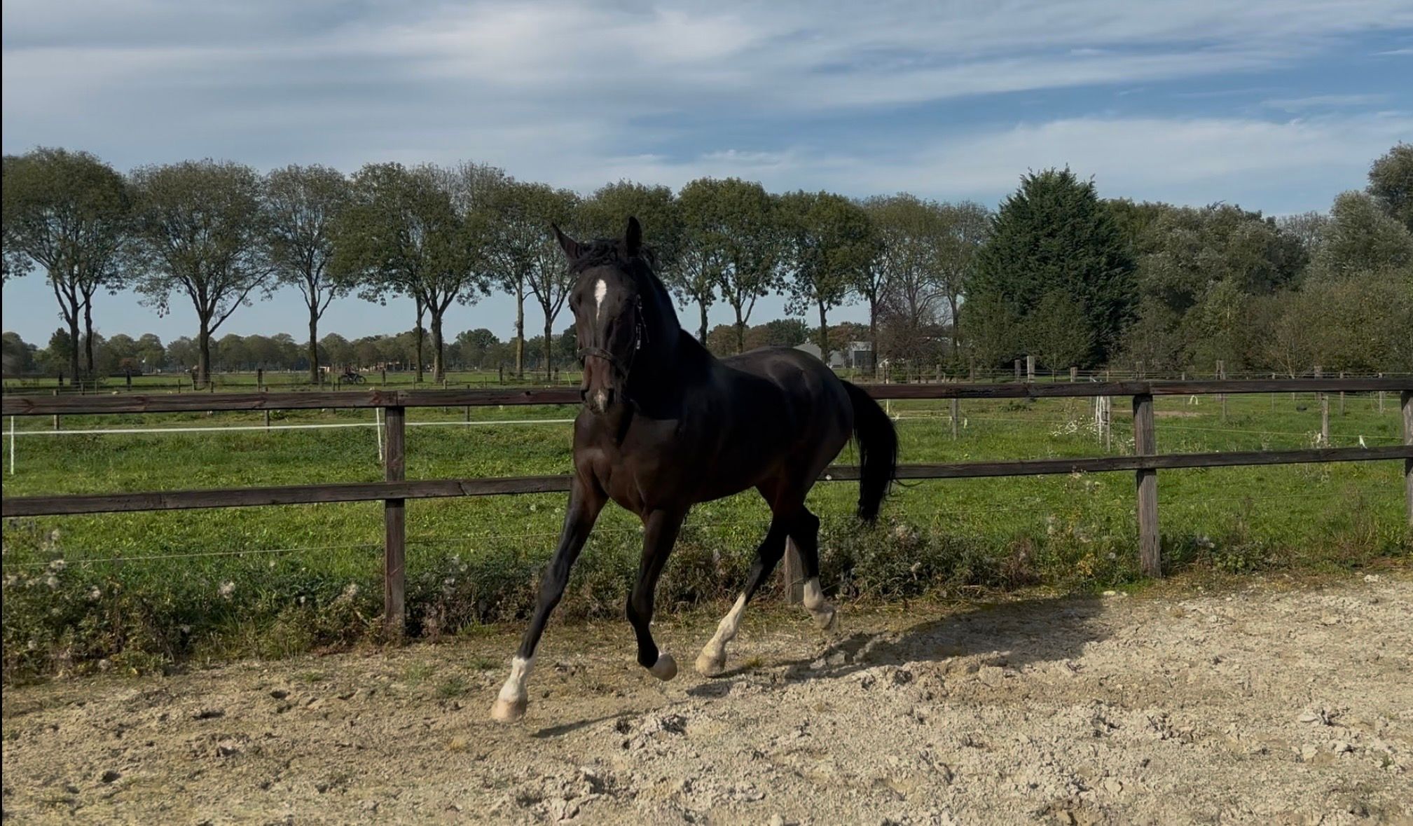 westfalen dressuurpaard hengst 2 years old donkerbruin for sale - Photo 4