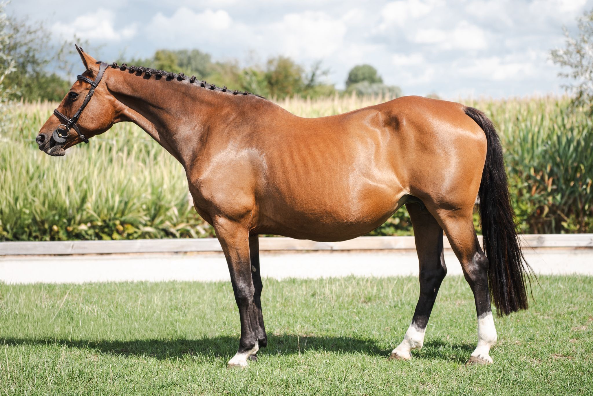 Beautiful pregnant broodmare