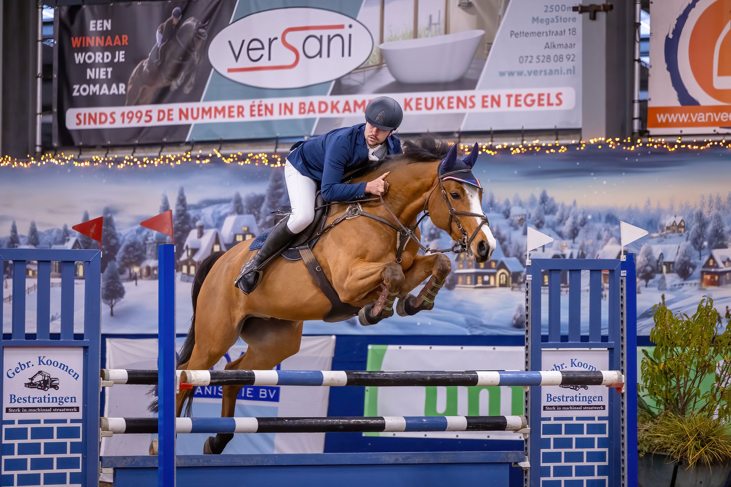 zangersheide springpaard ruin 8 años bruin en venta - Foto 3