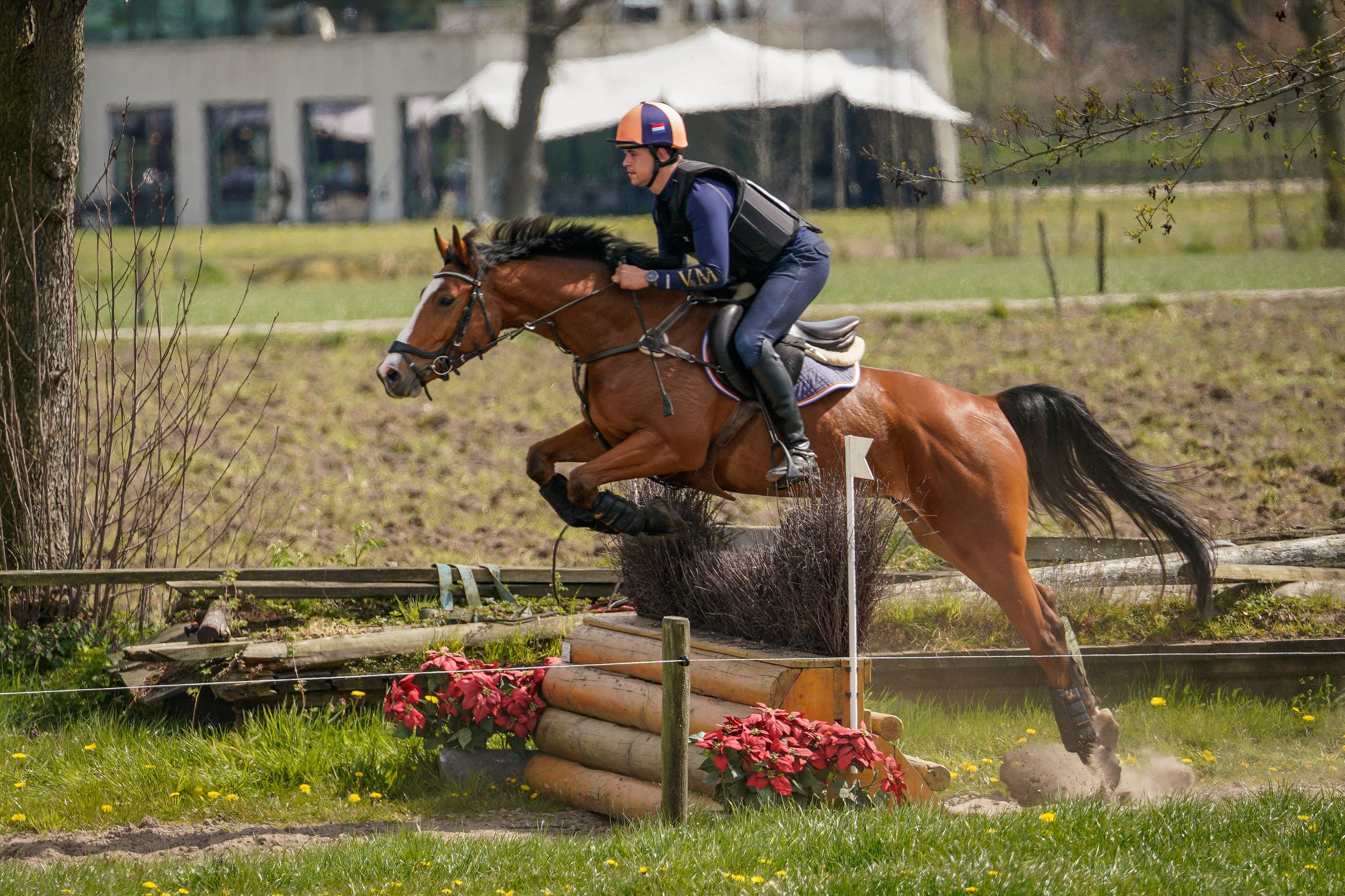 zangersheide springpaard ruin 8 años bruin en venta - Foto 4