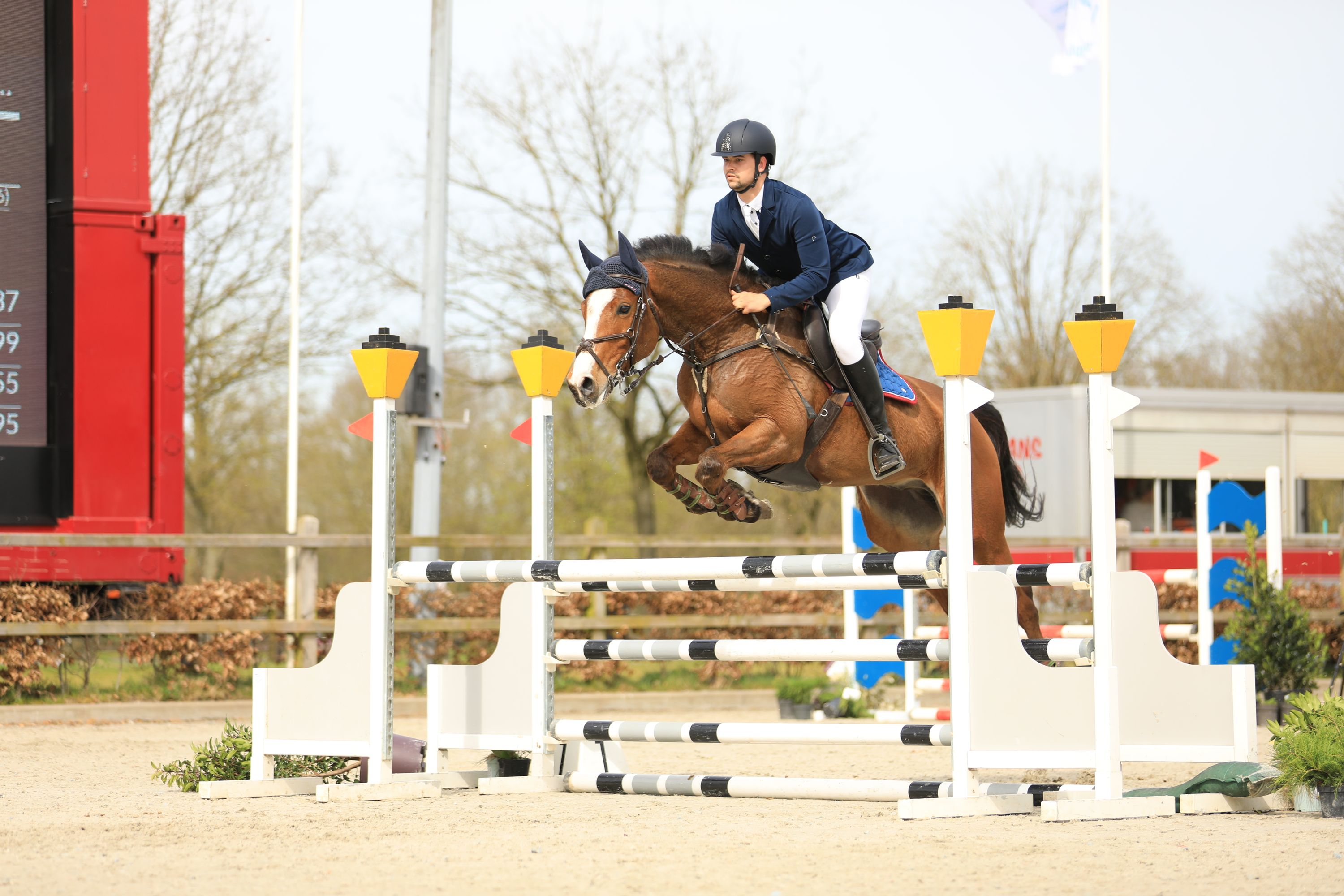 zangersheide springpaard ruin 8 años bruin en venta - Foto 2