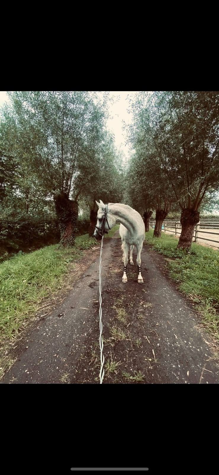 bwp recreatie-paard merrie 20 años schimmel en venta - Foto 6