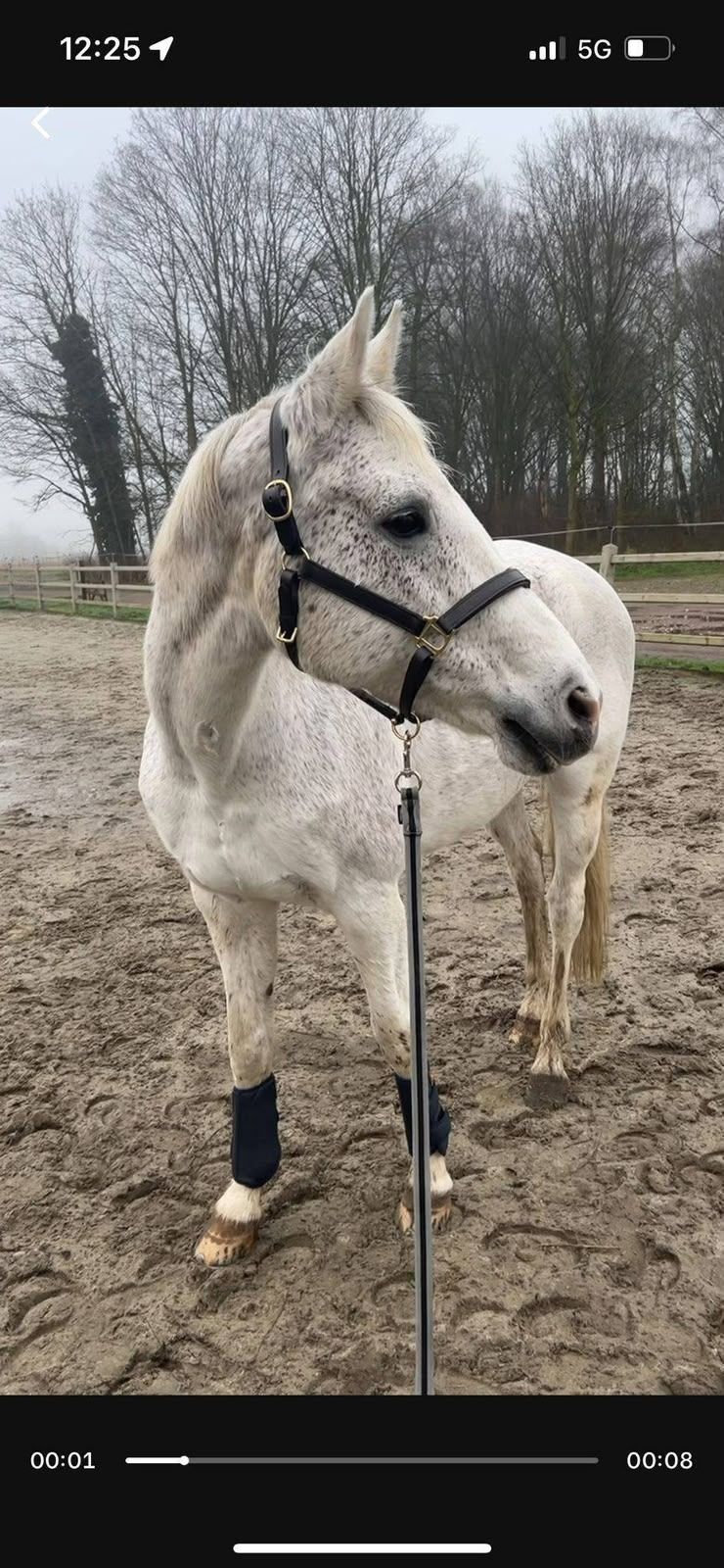 bwp recreatie-paard merrie 20 años schimmel en venta - Foto 3