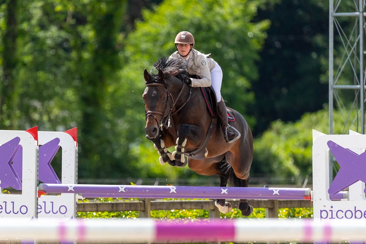 bwp springpaard merrie 4 años bruin en venta - Foto 6
