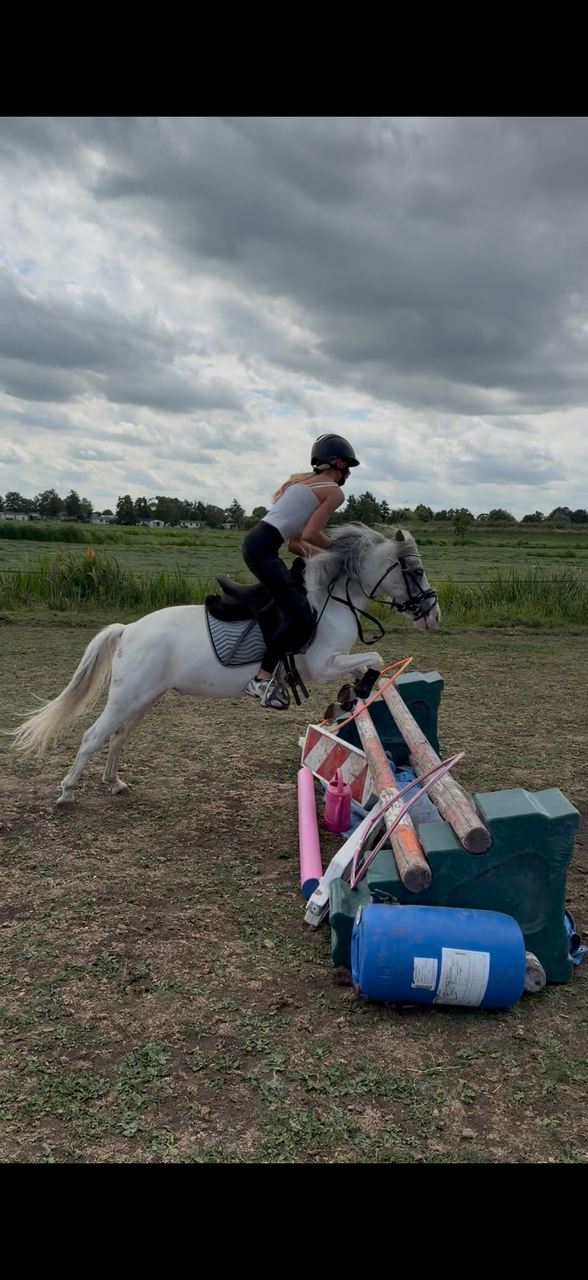 ander springpony ruin 4 سنوات schimmel للبيع - صورة 3