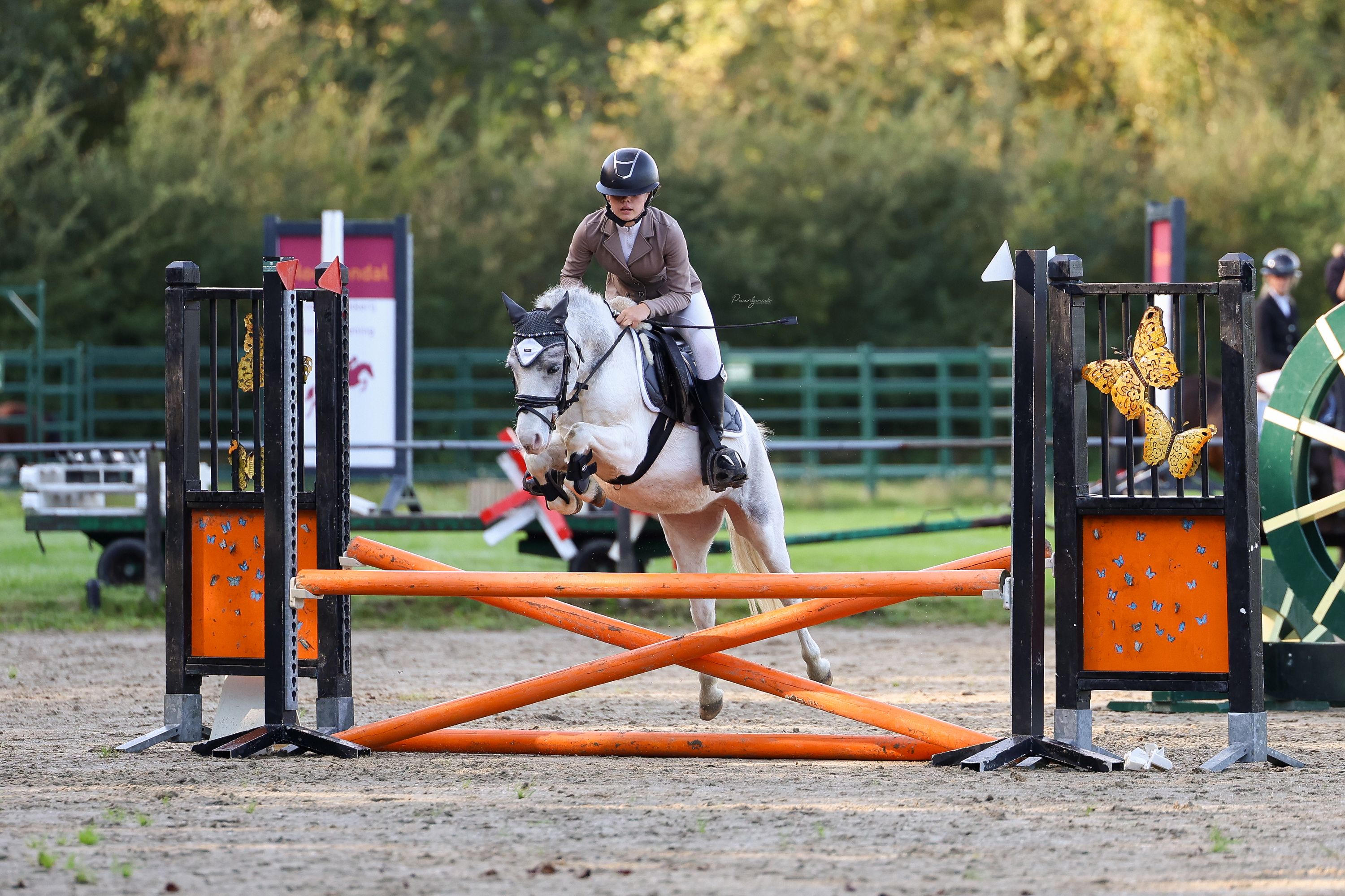 ander springpony ruin 4 سنوات schimmel للبيع - صورة 6