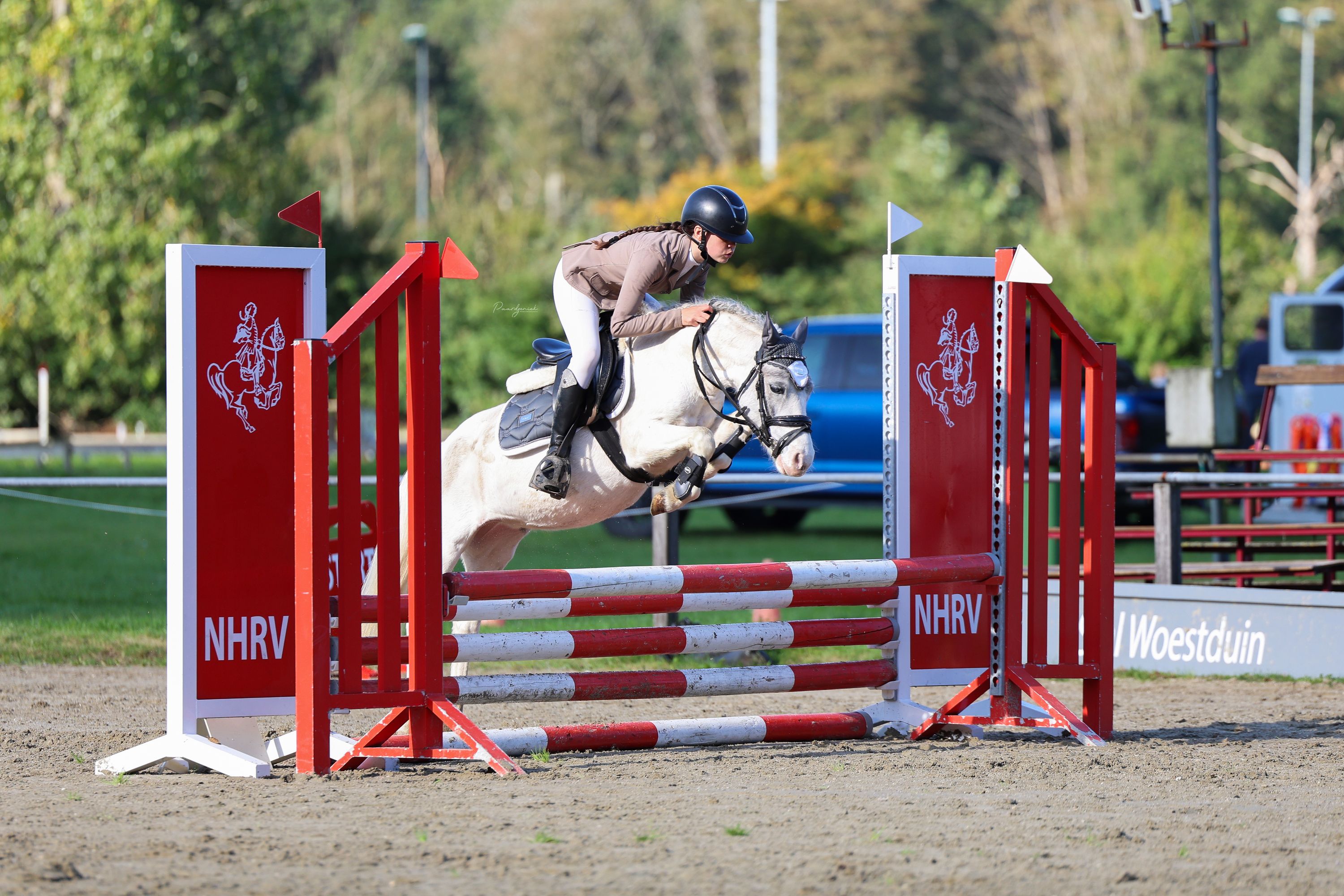 ander springpony ruin 4 سنوات schimmel للبيع - صورة 5