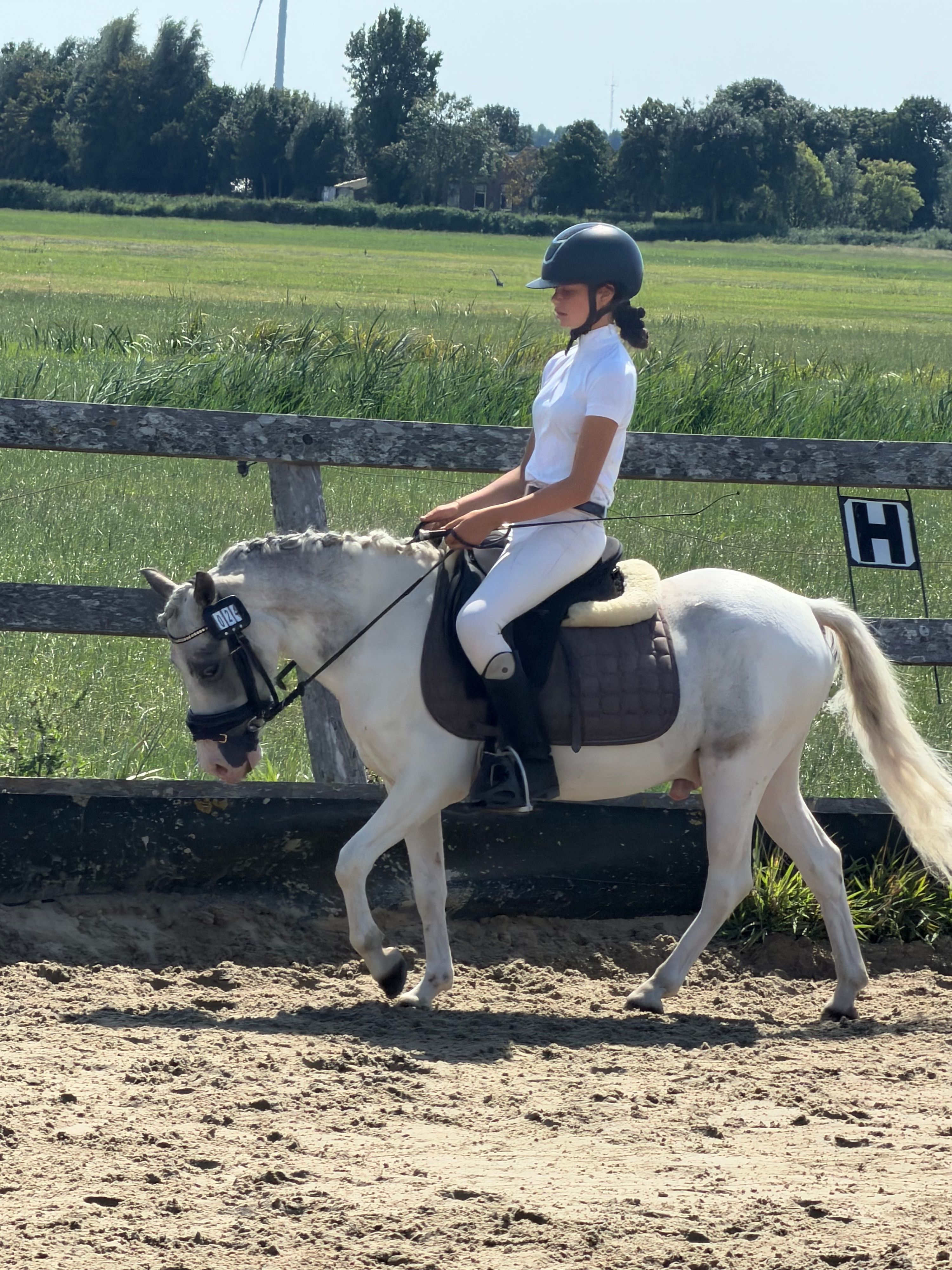 ander springpony ruin 4 سنوات schimmel للبيع - صورة 4