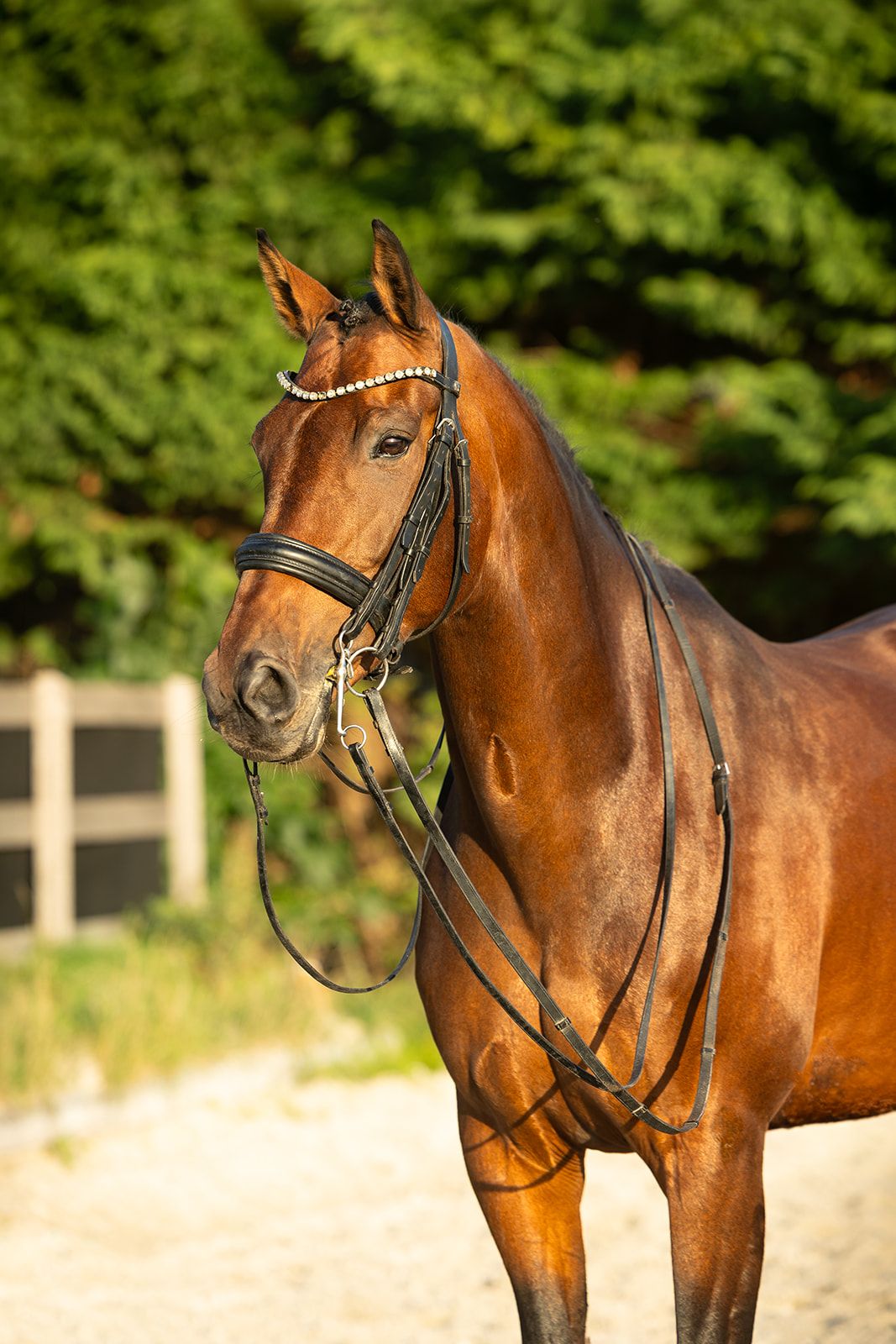 意欲満々の美しくおとなしいエリートスポーツ牝馬