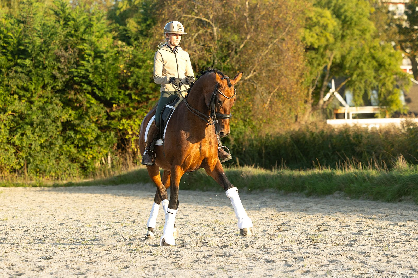 kwpn dressuurpaard merrie 8 vuotta bruin myytävänä - Kuva 2