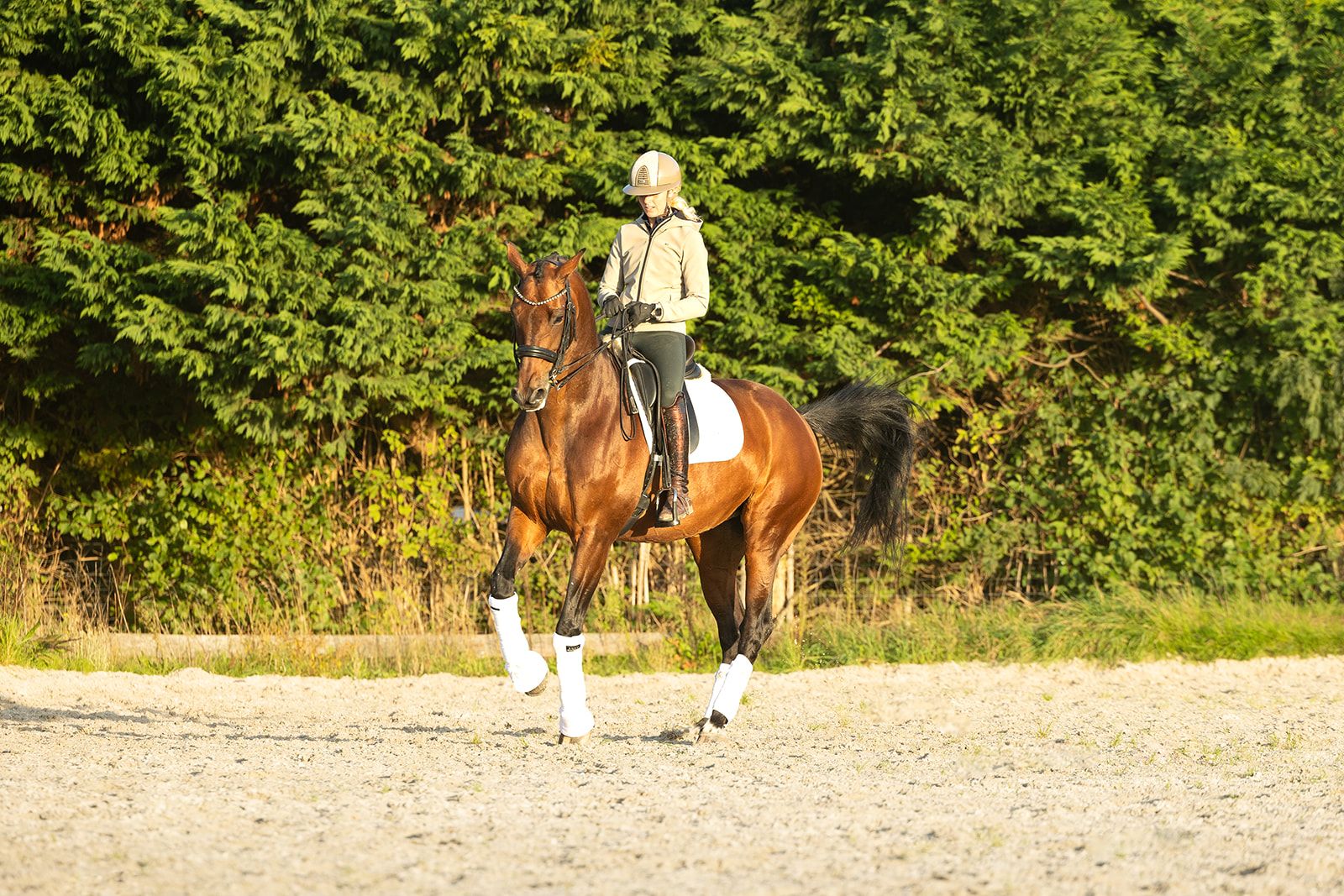 kwpn dressuurpaard merrie 8 vuotta bruin myytävänä - Kuva 3