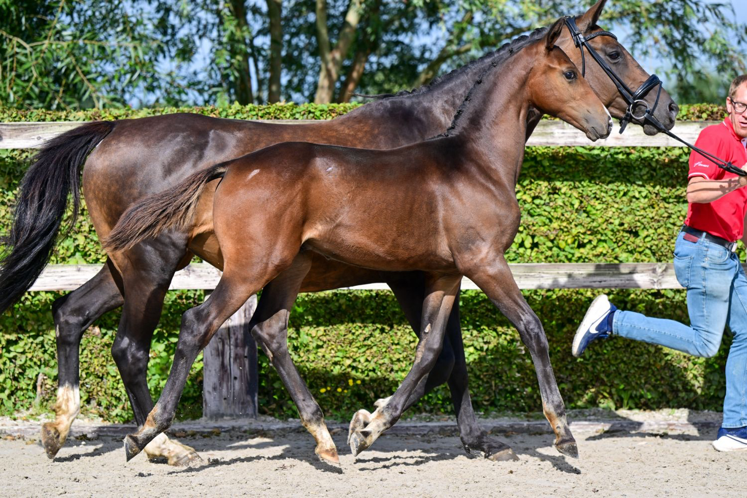 bwp dressuurpaard hengst 0 år donkerbruin till salu - Foto 3