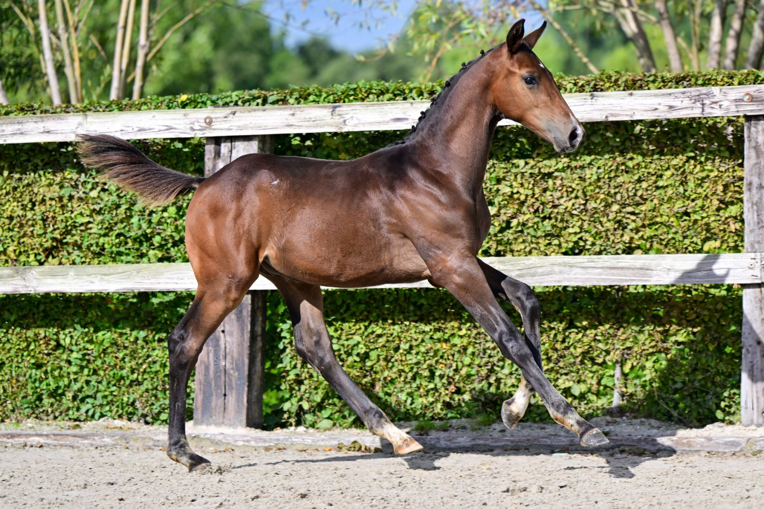 bwp dressuurpaard hengst 0 år donkerbruin till salu - Foto 2