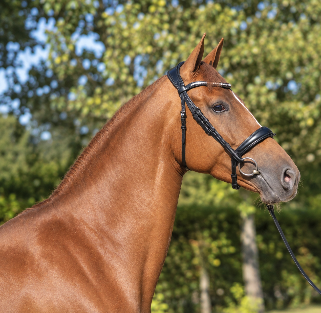 kwpn dressuurpaard merrie 4 år vos till salu - Foto 2