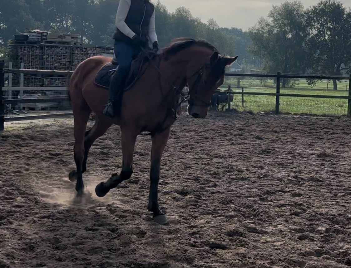 kwpn springpaard ruin 4 år bruin till salu - Foto 3
