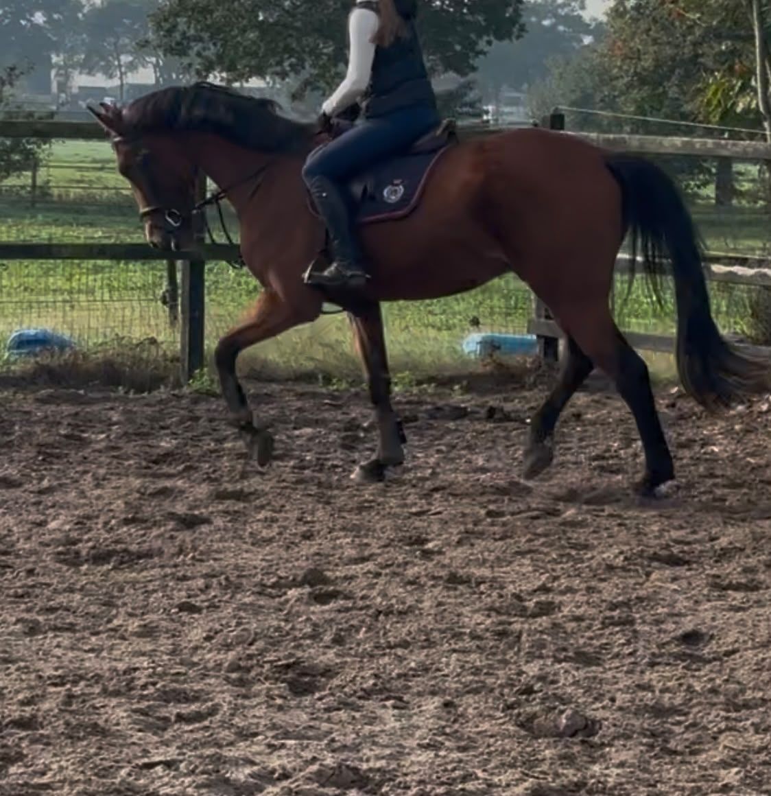 kwpn springpaard ruin 4 år bruin till salu - Foto 2