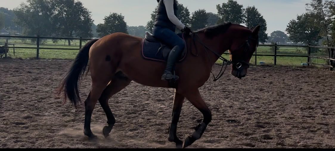 kwpn springpaard ruin 4 år bruin till salu - Foto 5