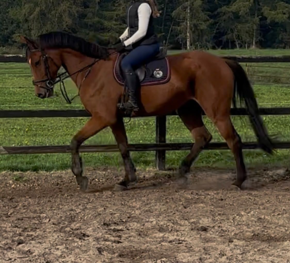 kwpn springpaard ruin 4 år bruin till salu - Foto 4