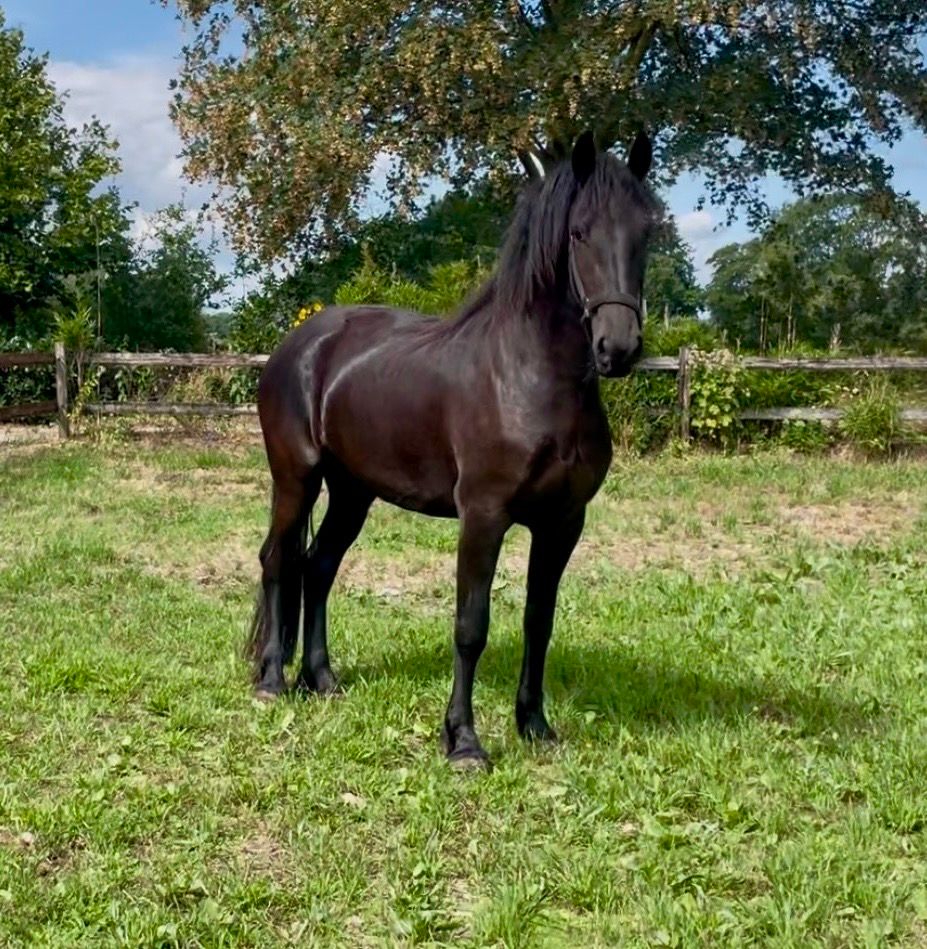 fries merrie 3 år zwart till salu - Foto 4