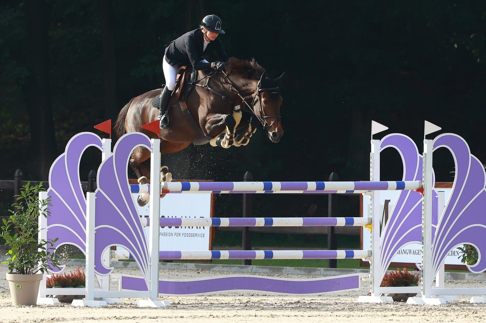 anglo-europees springpaard merrie 14 سنوات donkerbruin للبيع - صورة 3