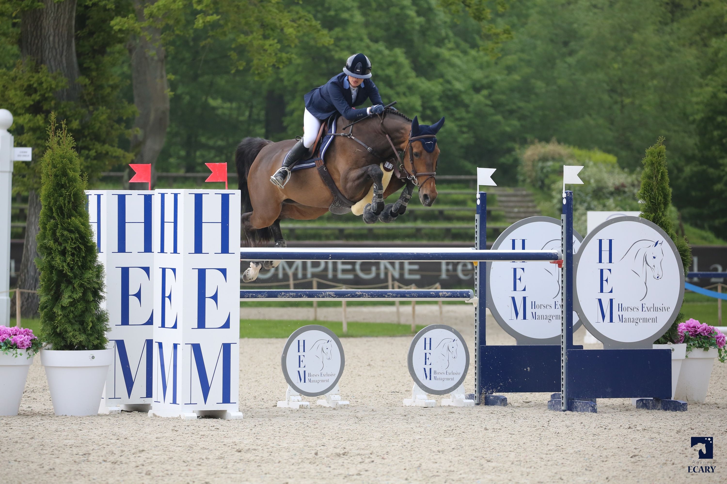 anglo-europees springpaard merrie 14 سنوات donkerbruin للبيع - صورة 2