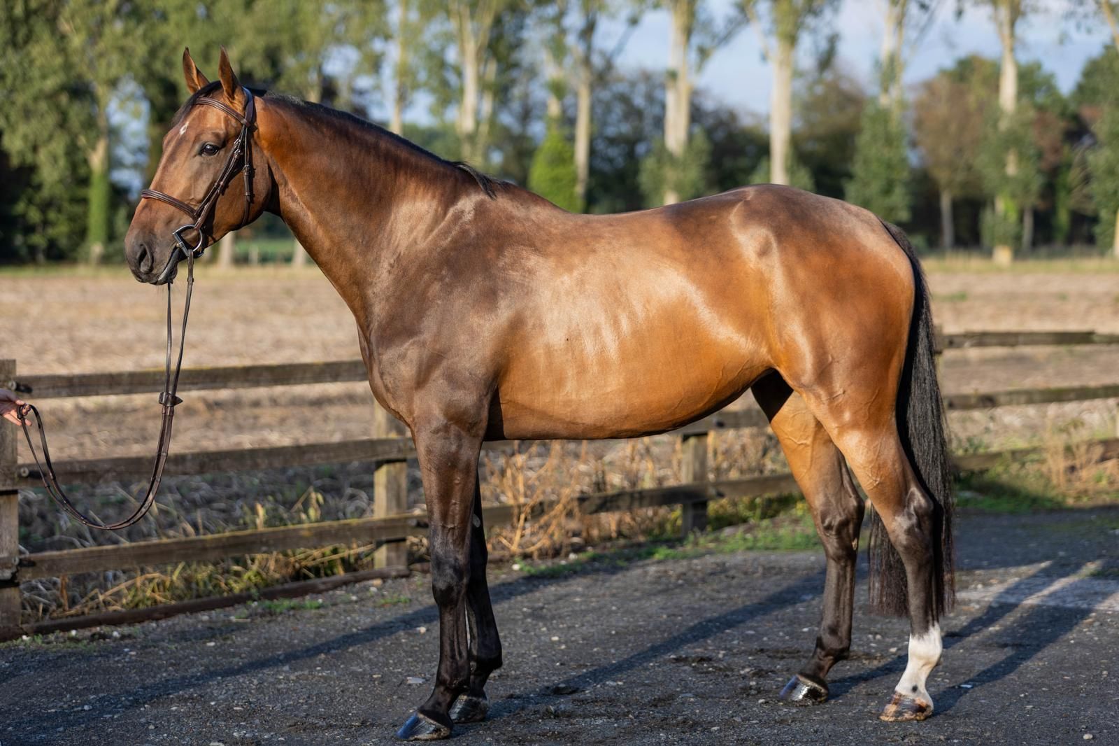 Toffe 4-jarige springmerrie