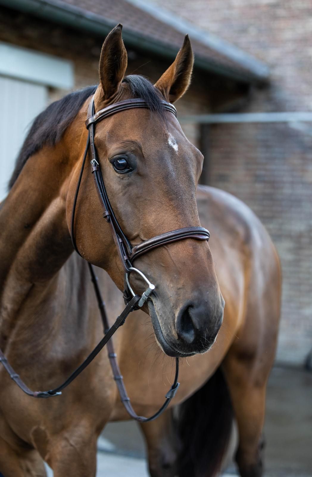zangersheide springpaard merrie 4 jaar donkerbruin te koop - Foto 2