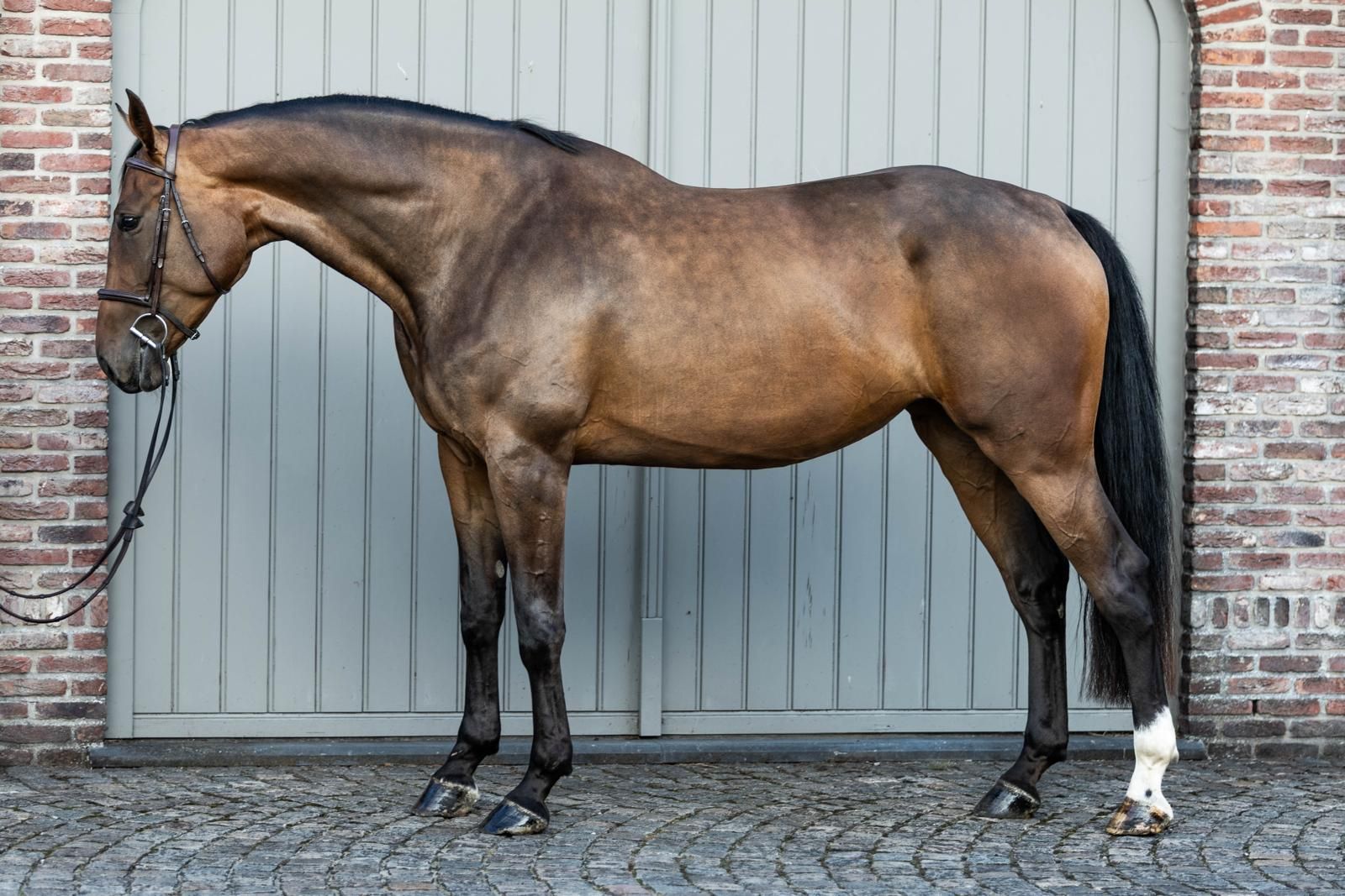 zangersheide springpaard merrie 4 jaar donkerbruin te koop - Foto 3