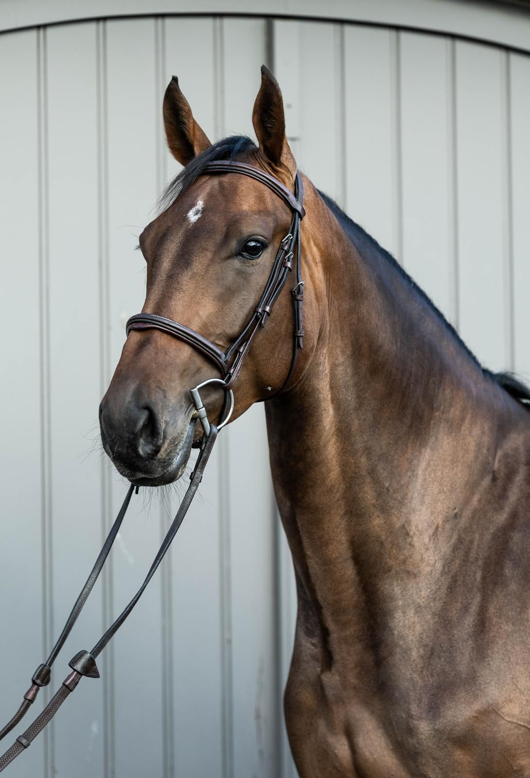 zangersheide springpaard merrie 4 jaar donkerbruin te koop - Foto 4