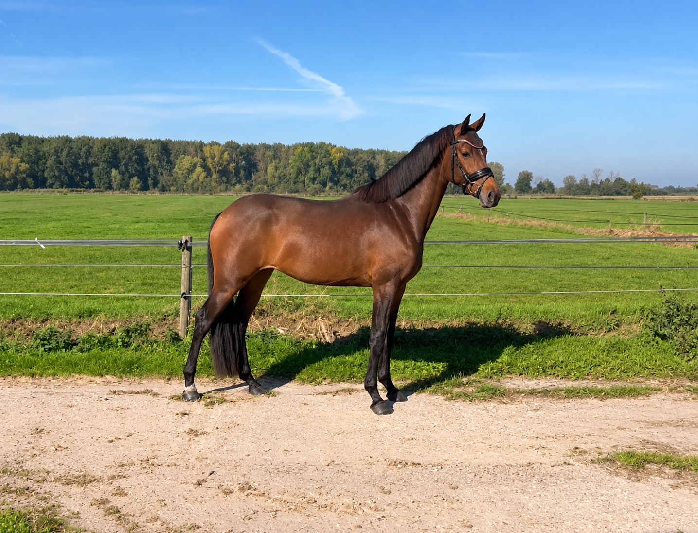 dressuurpaard merrie 3 år bruin till salu - Foto 3