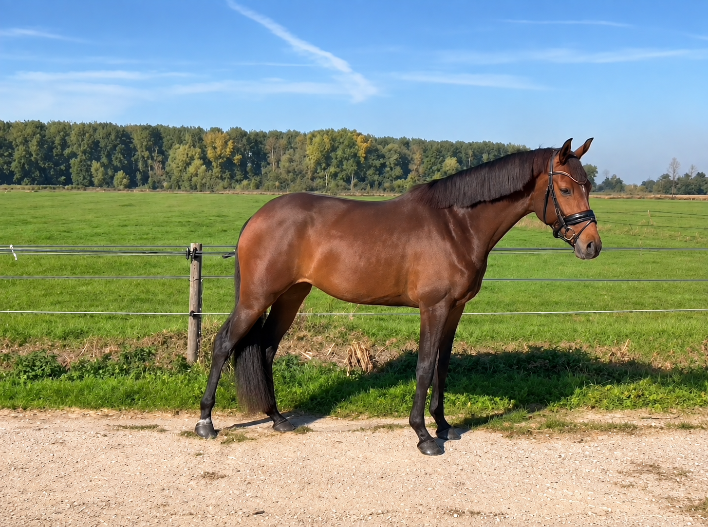 dressuurpaard merrie 3 år bruin till salu - Foto 4