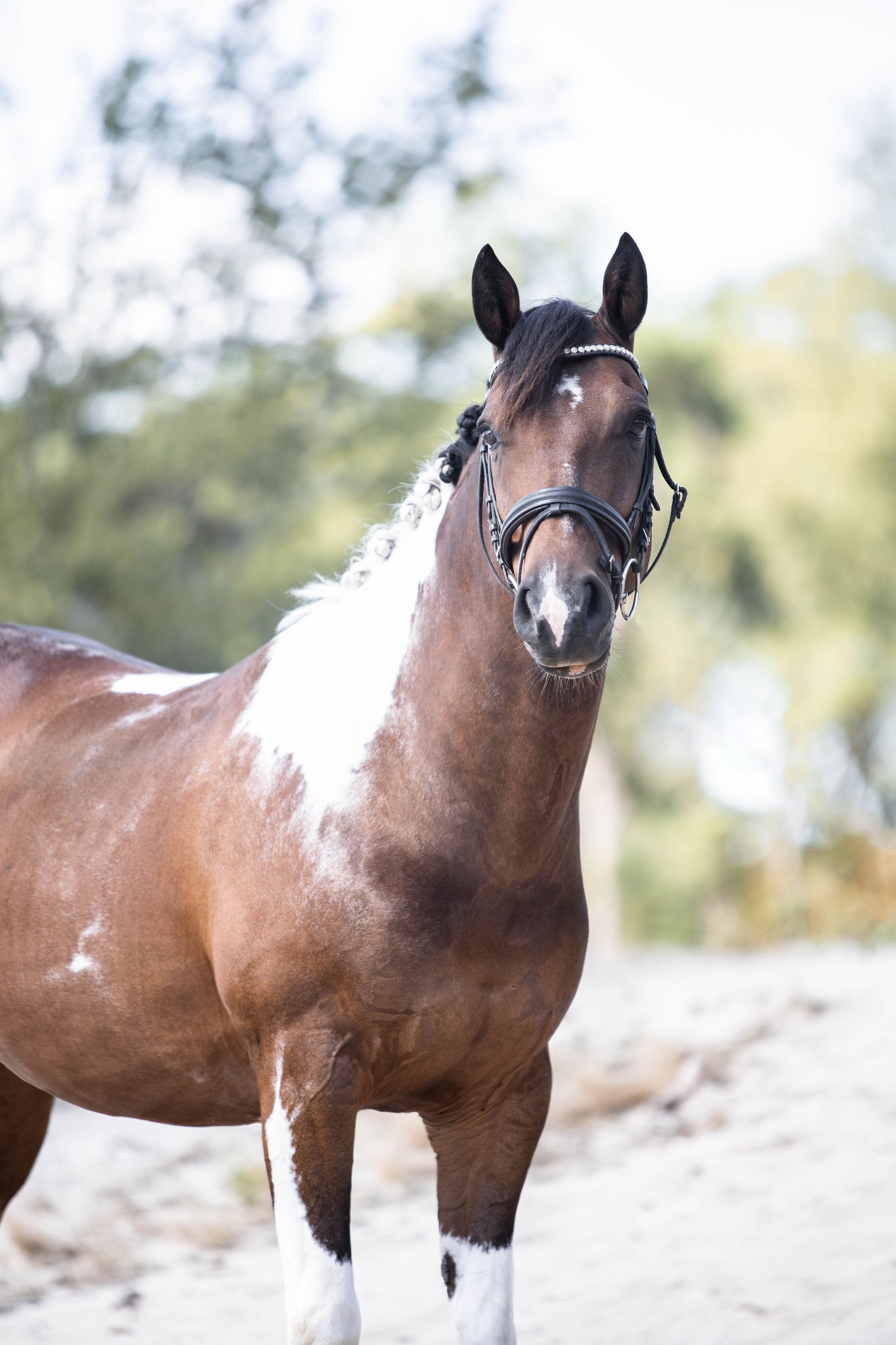 All-round eyecatcher D pony