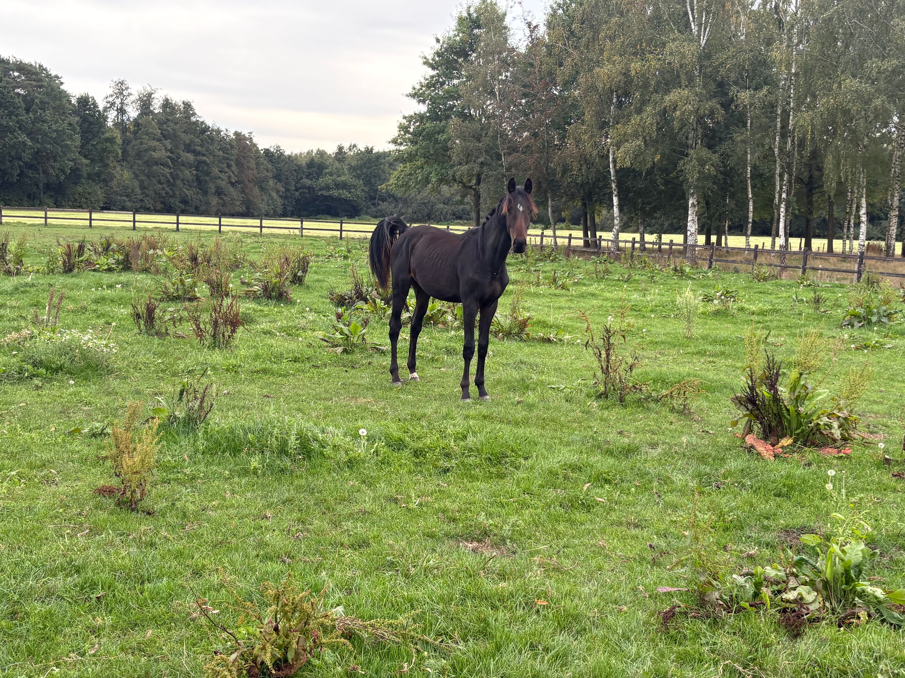 Armăsar yearling Crazy in Love x Vagrant Z