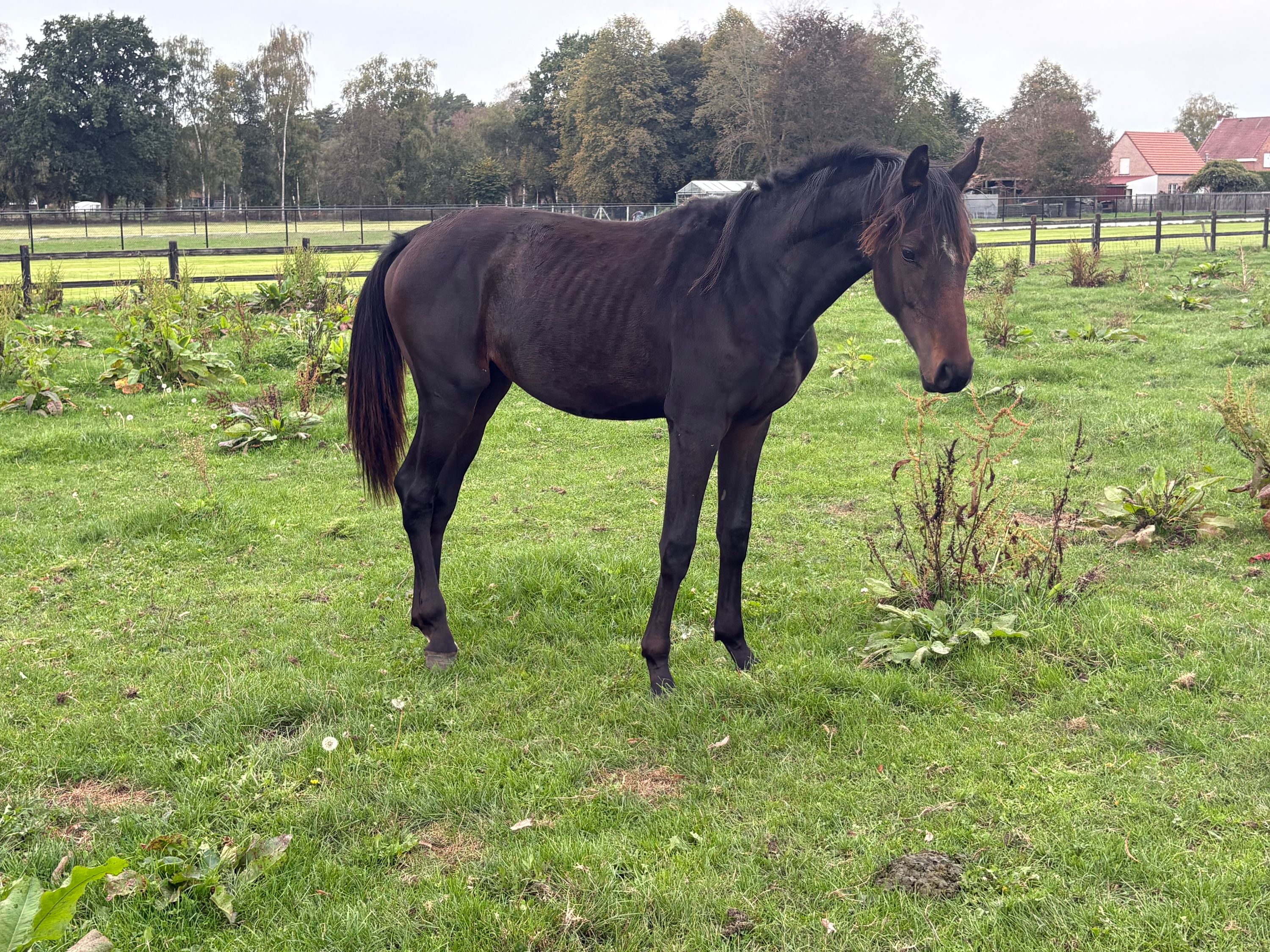 zangersheide springpaard hengst 1 ani donkerbruin de vânzare - Foto 2