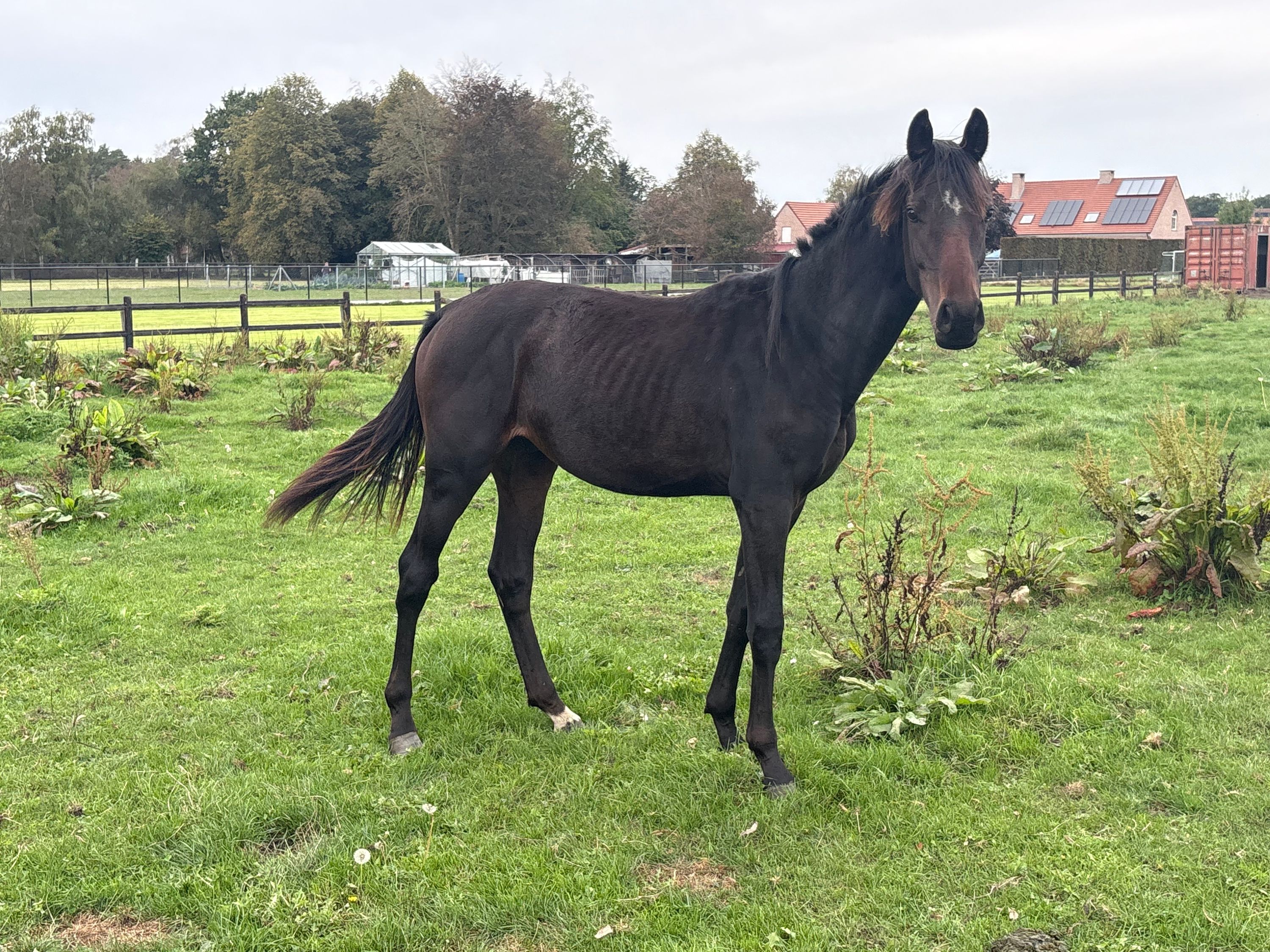 zangersheide springpaard hengst 1 ani donkerbruin de vânzare - Foto 3