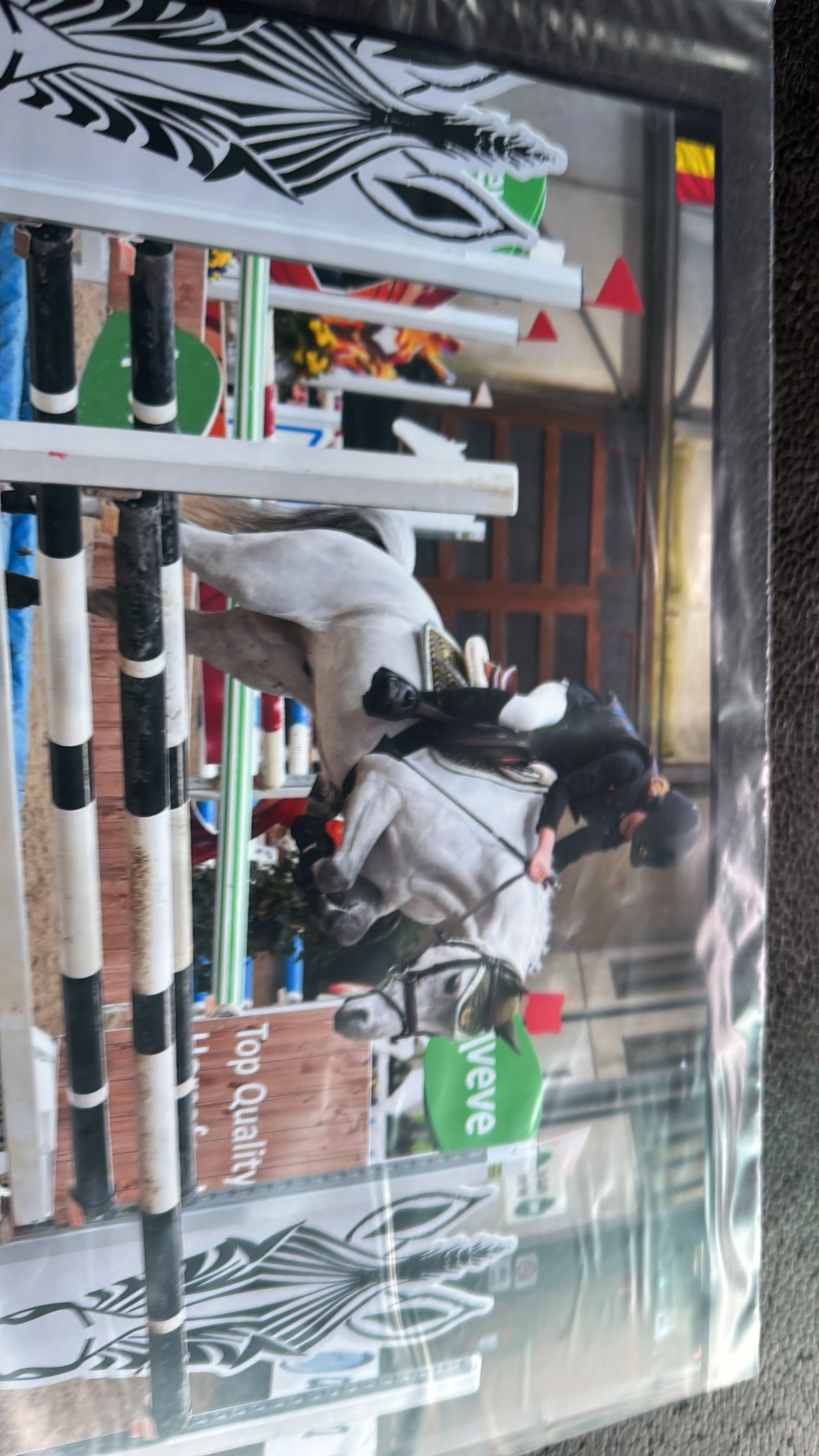 nrps allround-pony ruin 8 jaar schimmel te koop - Foto 4