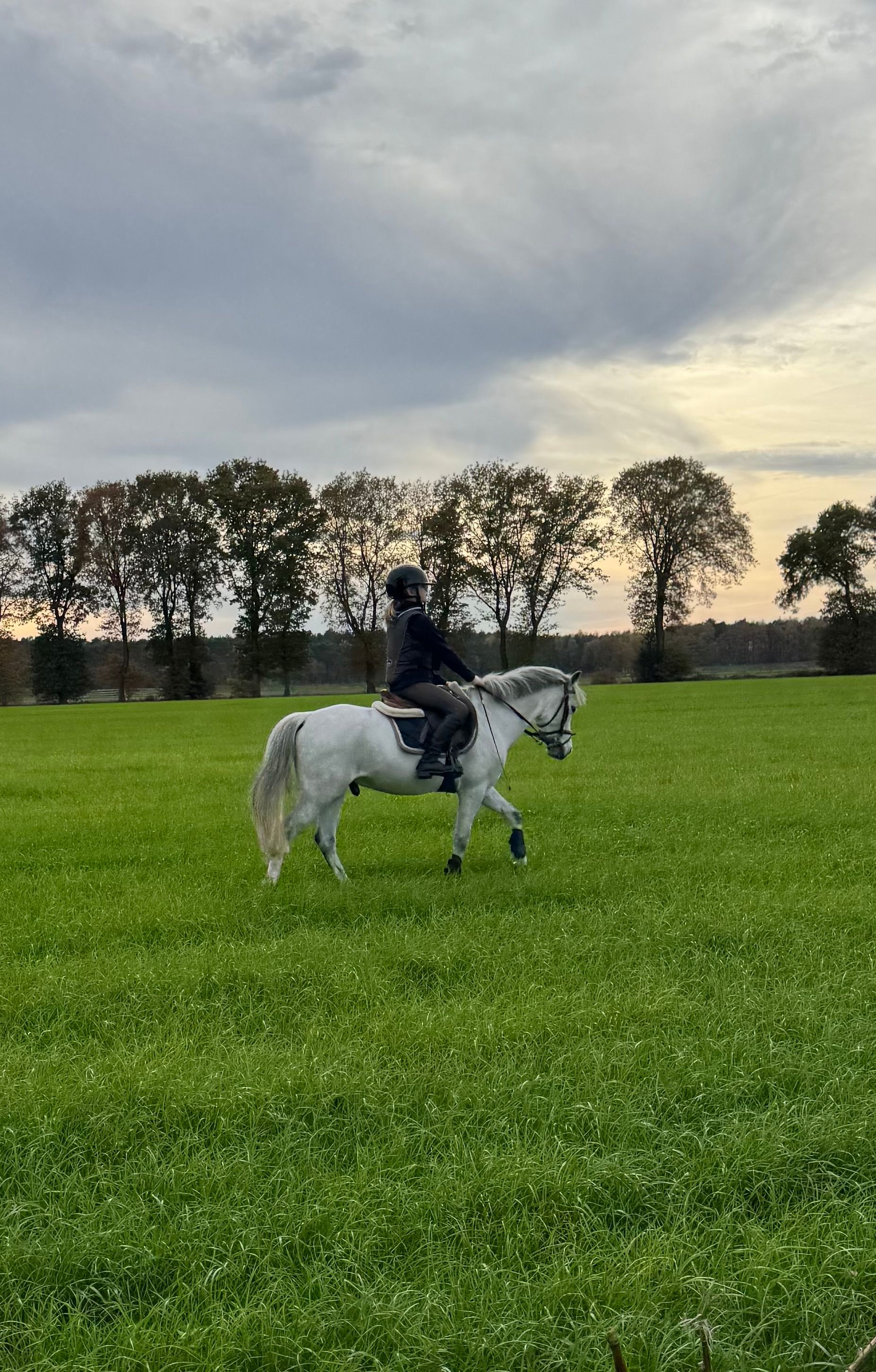 nrps allround-pony ruin 8 jaar schimmel te koop - Foto 3