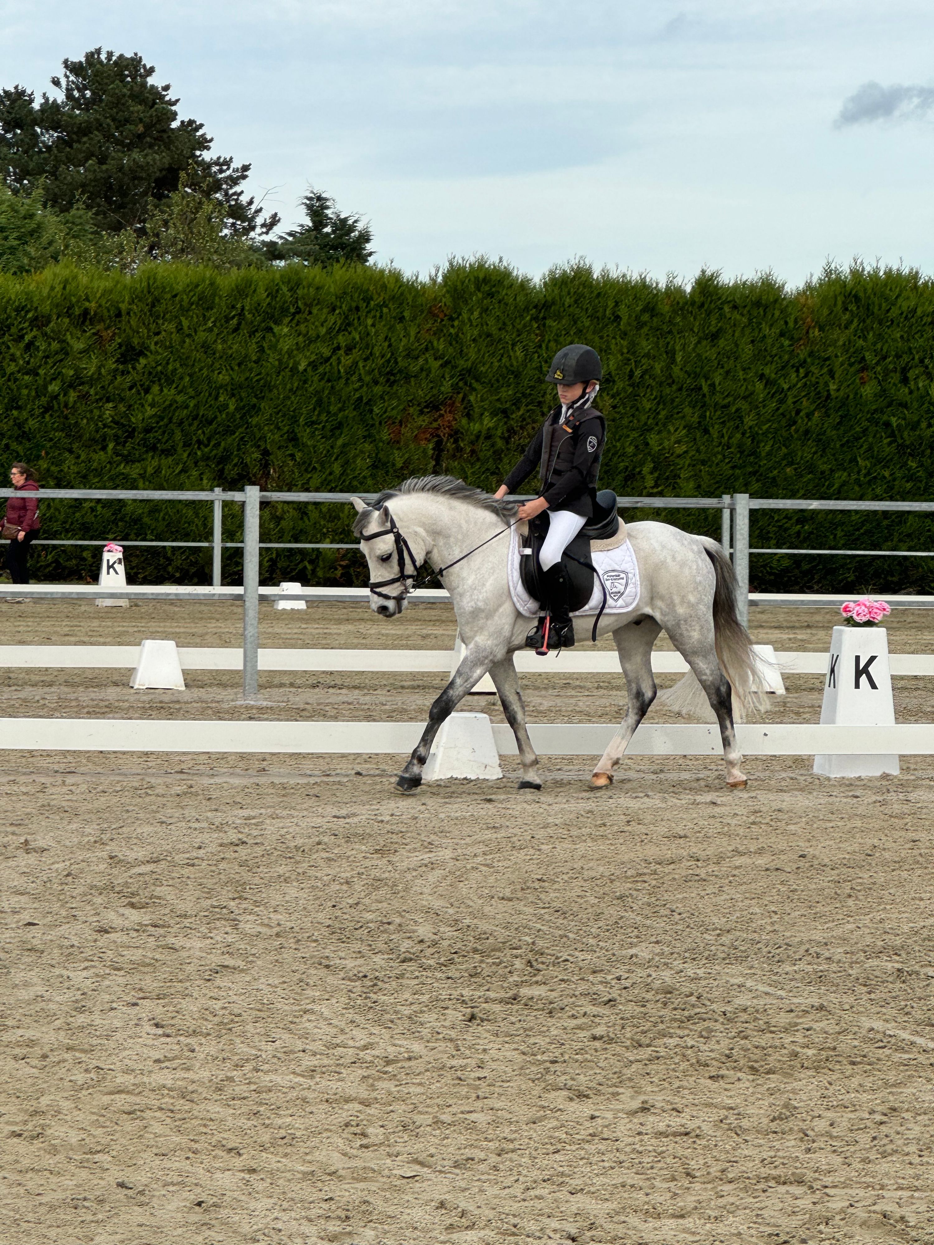 nrps allround-pony ruin 8 jaar schimmel te koop - Foto 5
