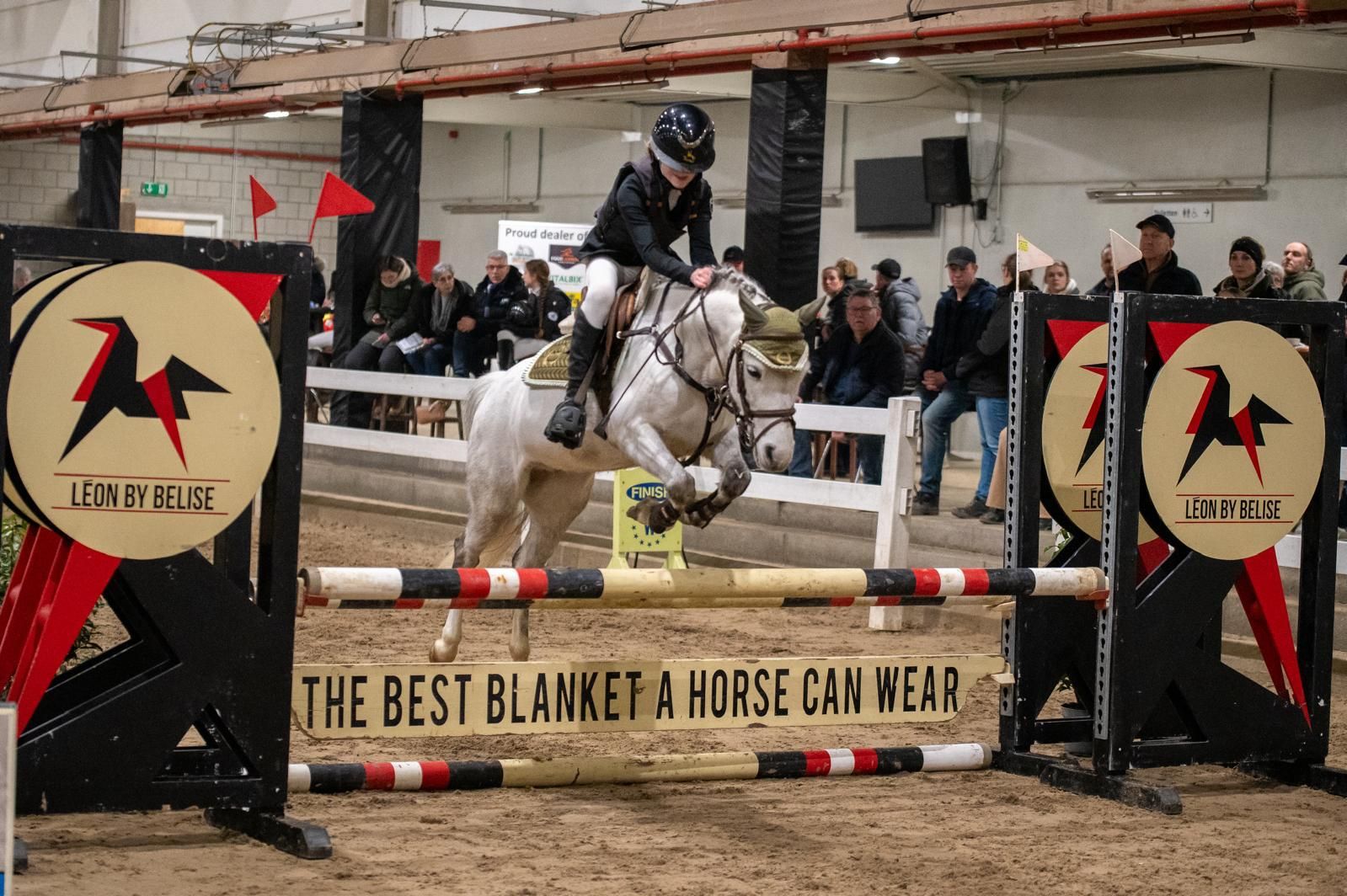 nrps allround-pony ruin 8 jaar schimmel te koop - Foto 2
