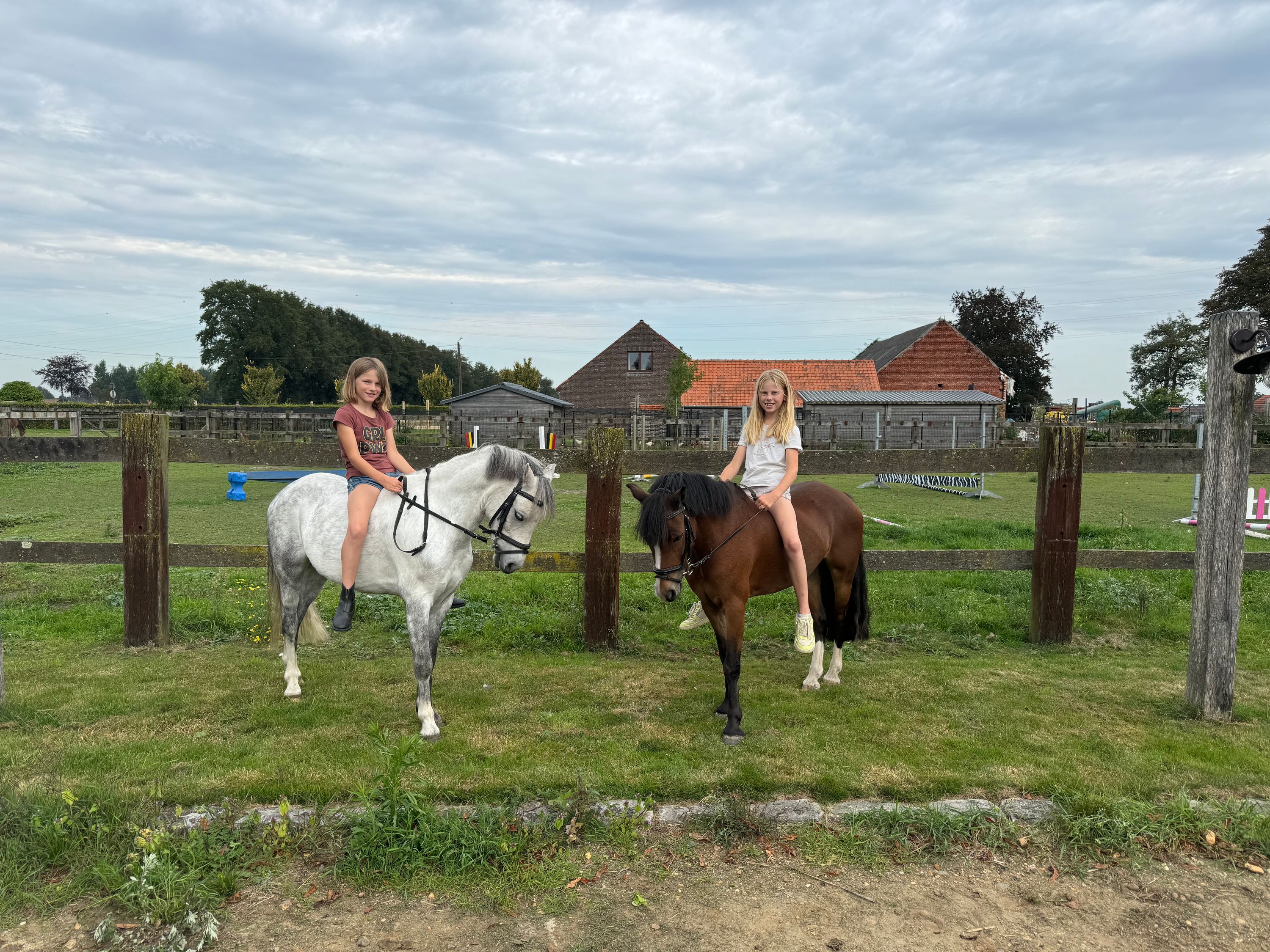 nrps allround-pony ruin 8 jaar schimmel te koop - Foto 6