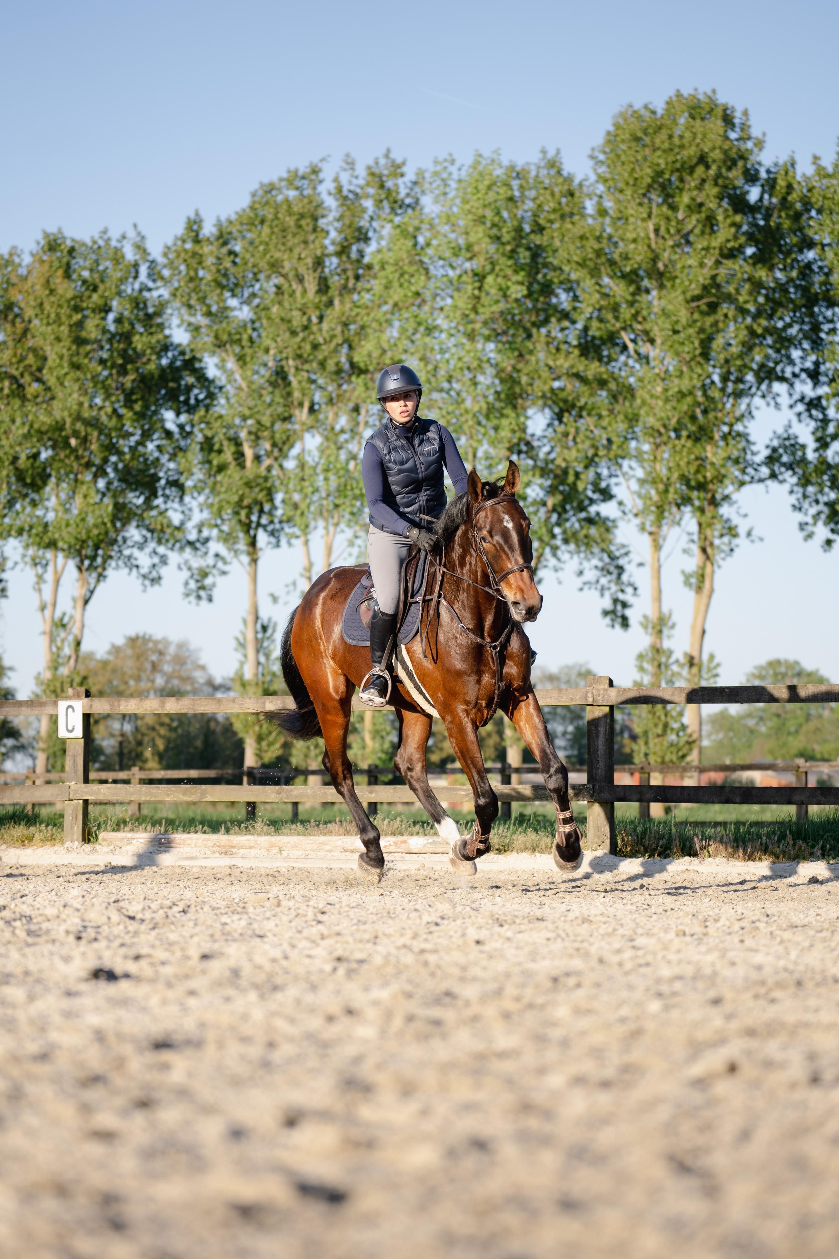 zangersheide springpaard merrie 4 jaar donkerbruin te koop - Foto 6