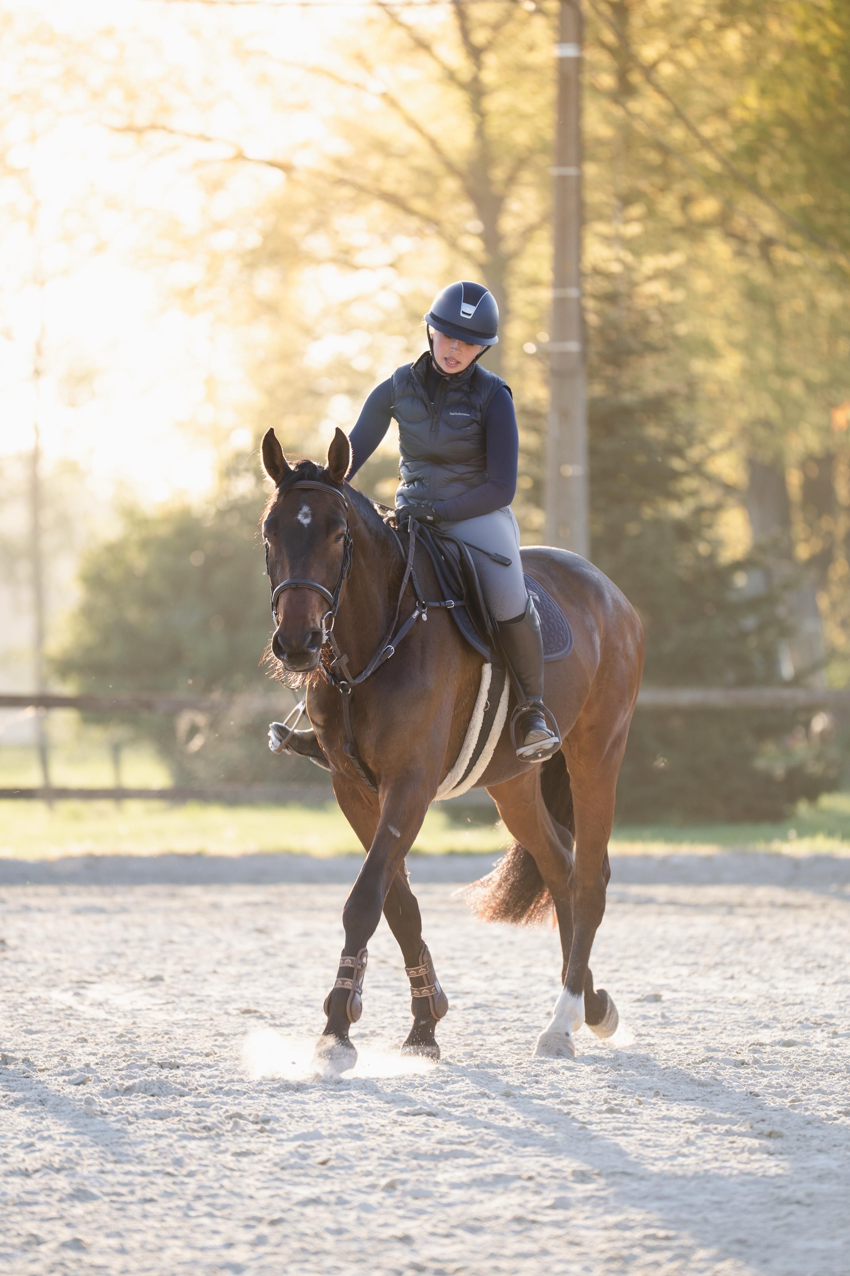 zangersheide springpaard merrie 4 jaar donkerbruin te koop - Foto 5