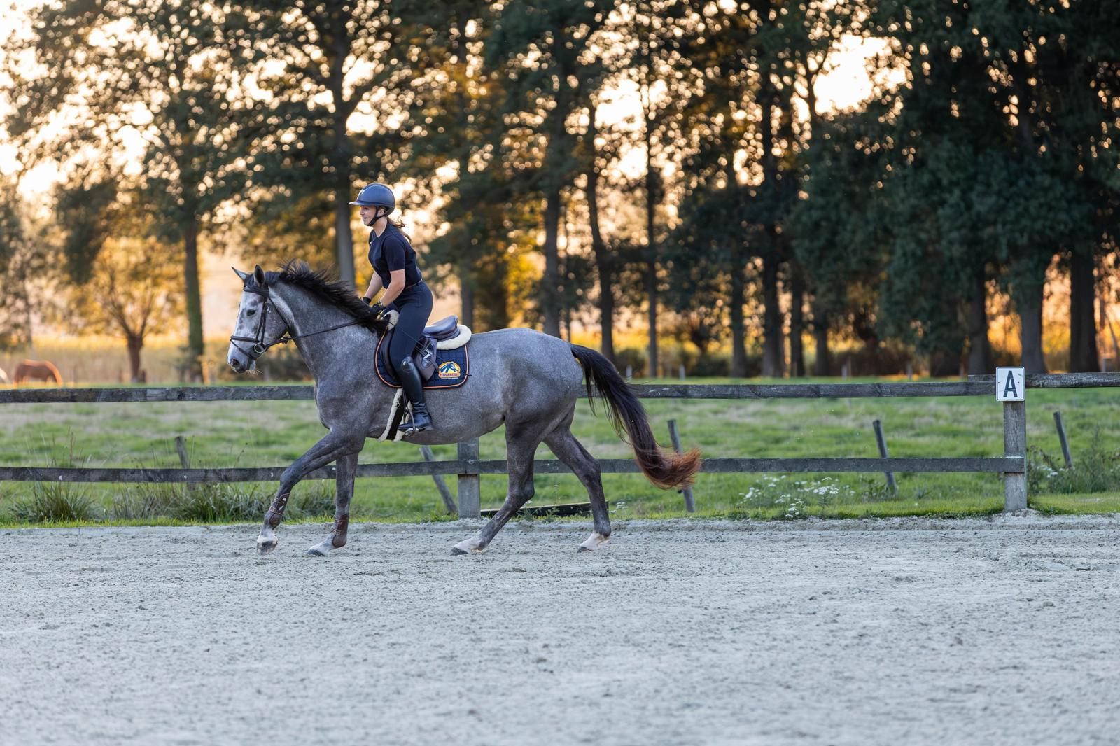 zangersheide springpaard merrie 3 jaar schimmel te koop - Foto 5